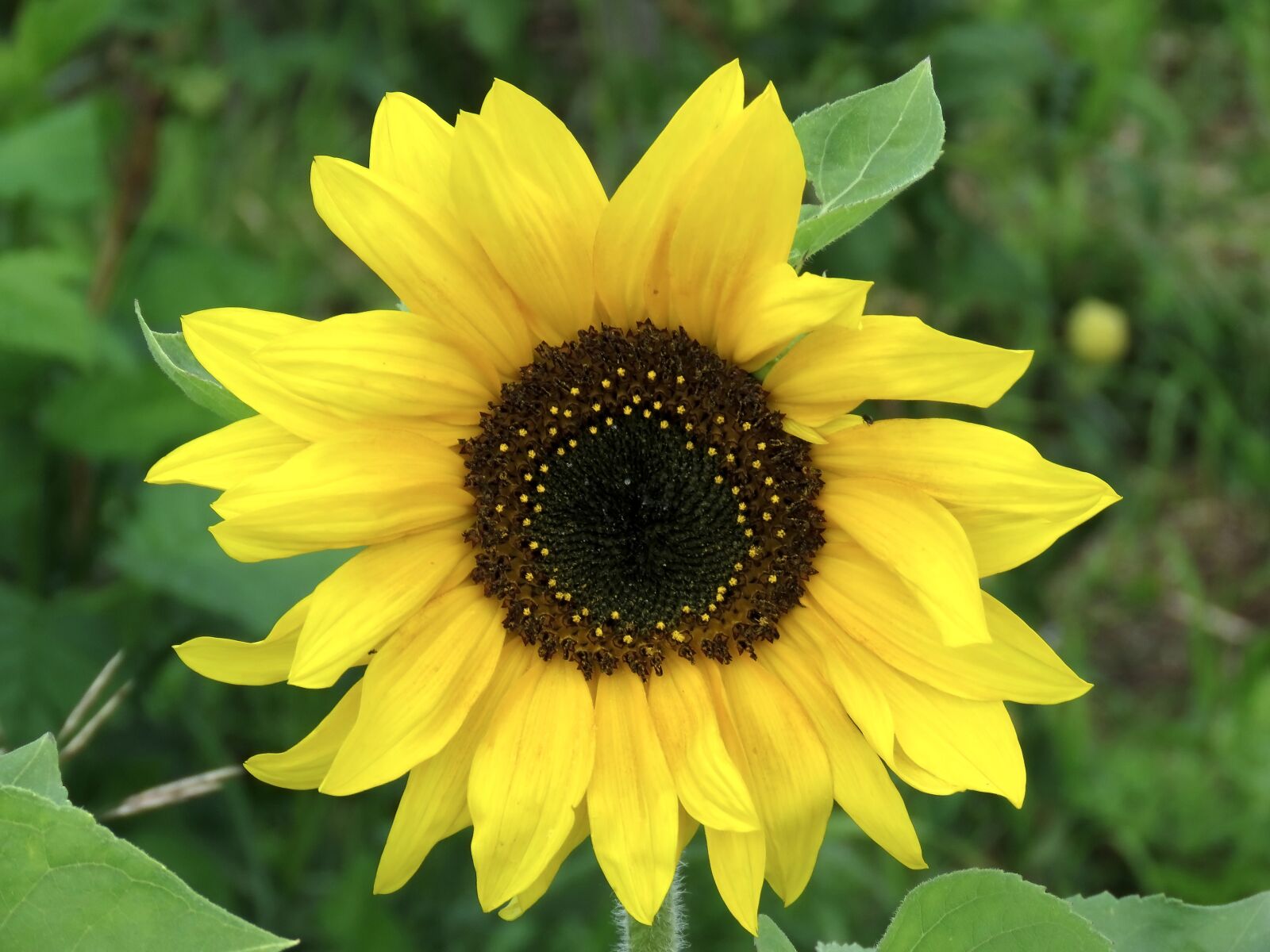 Canon PowerShot SX60 HS sample photo. Sunflower, flower, yellow photography