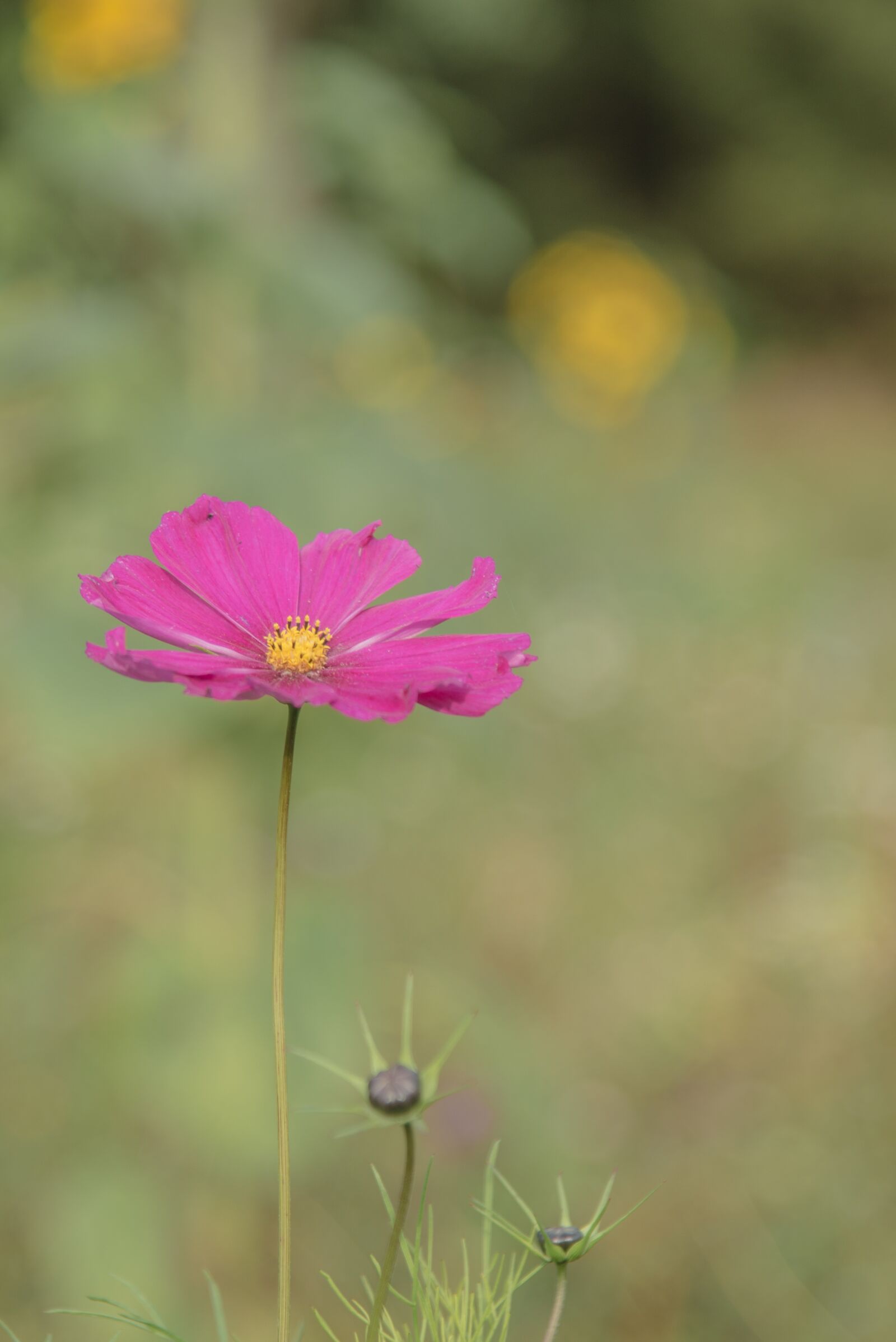Nikon D610 sample photo. Primrose, flower, plant photography