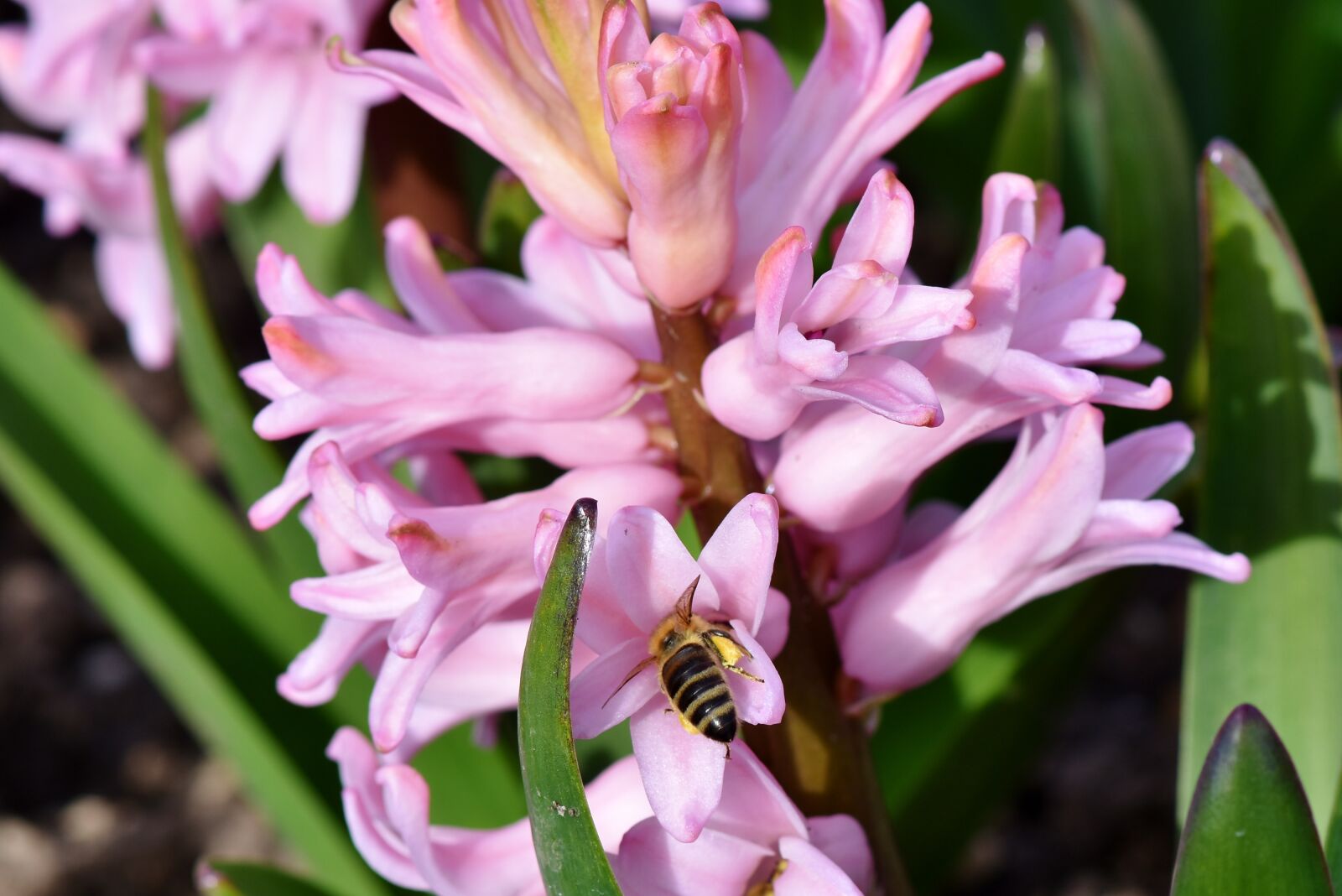 Nikon D7200 sample photo. Hyacinth, flowers, spring flower photography