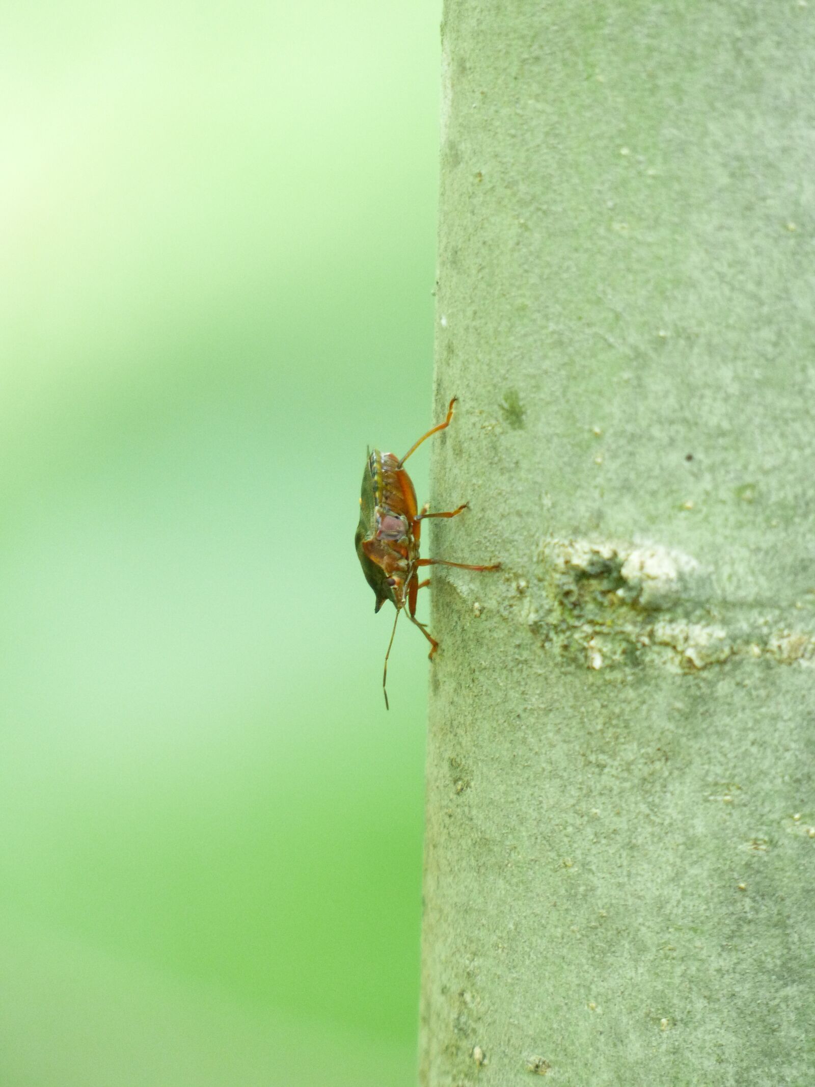 Panasonic Lumix DMC-FZ200 sample photo. Red legged tree bug photography