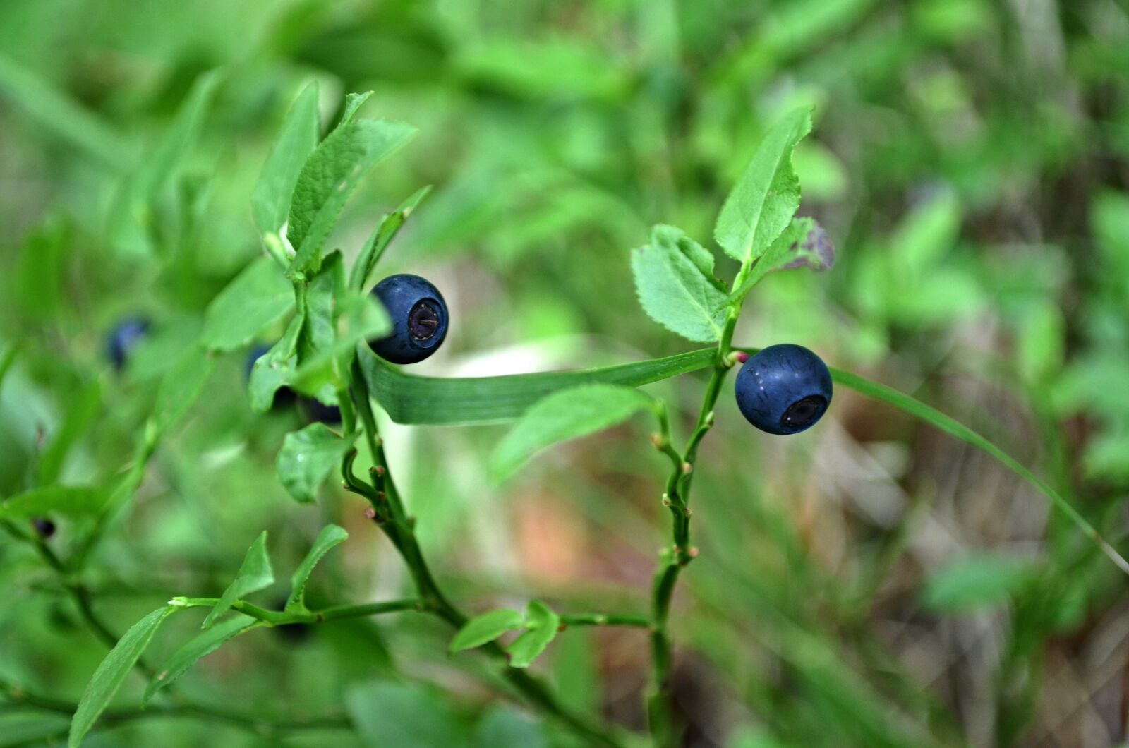 Nikon D5100 sample photo. Blueberry, čučorietka, blue photography