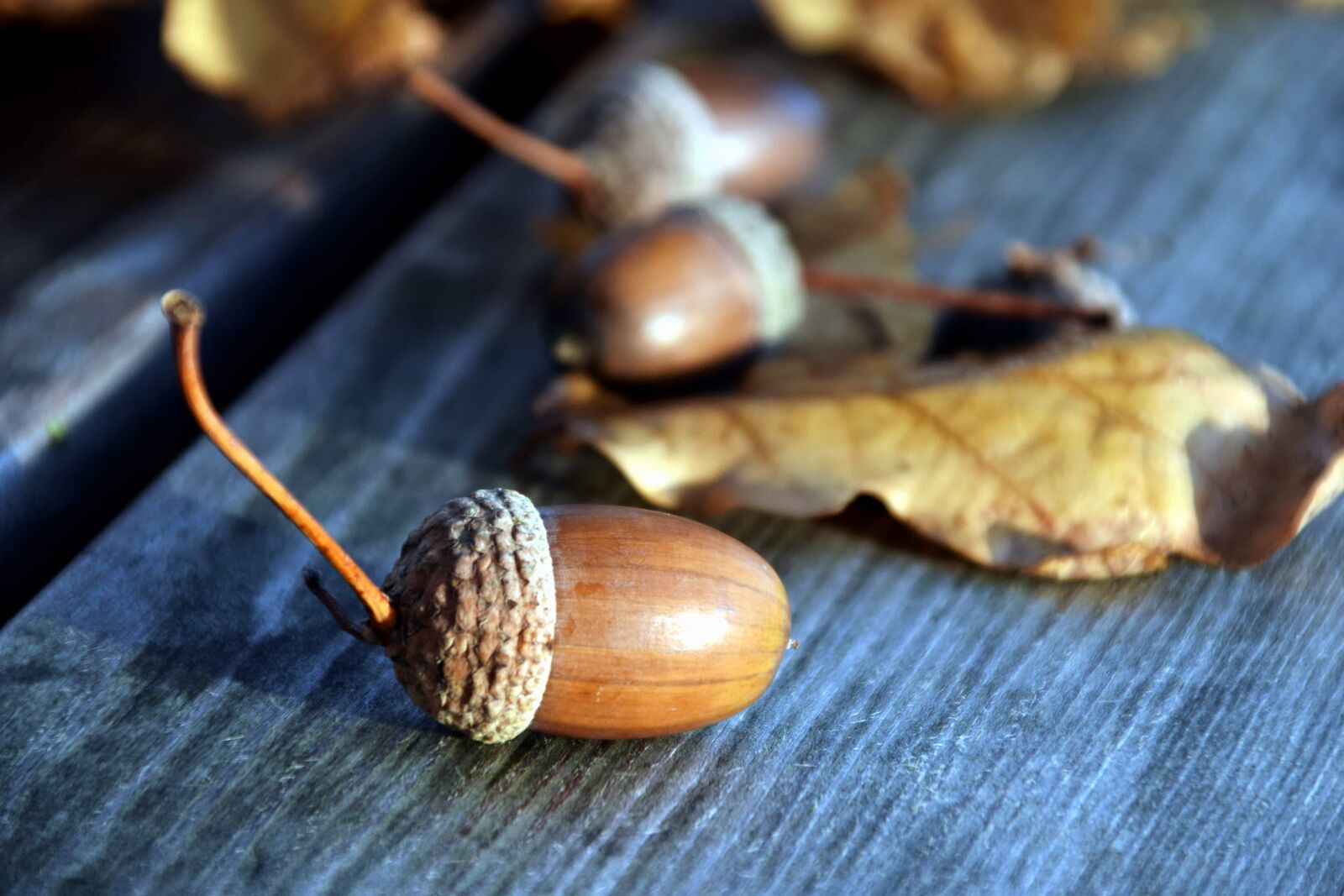 Nikon D3300 sample photo. Nature, acorn, brown, plant photography