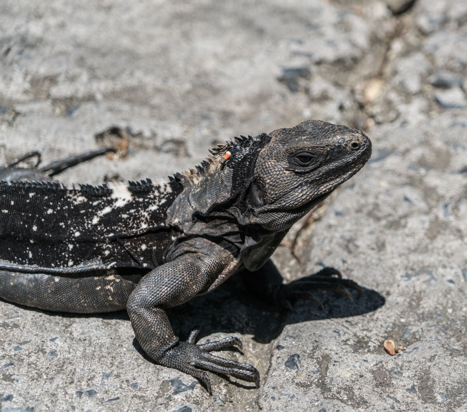 Sony a7R II sample photo. Endangered, black iguana, close photography