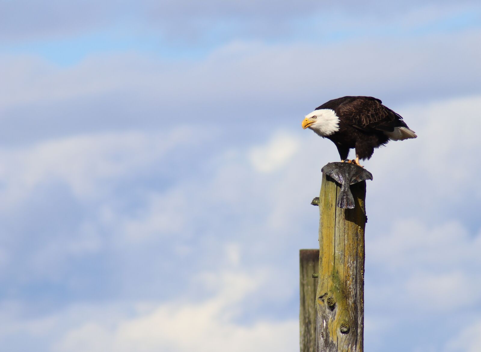 Canon EOS 80D sample photo. Eagle, bird, flounder photography