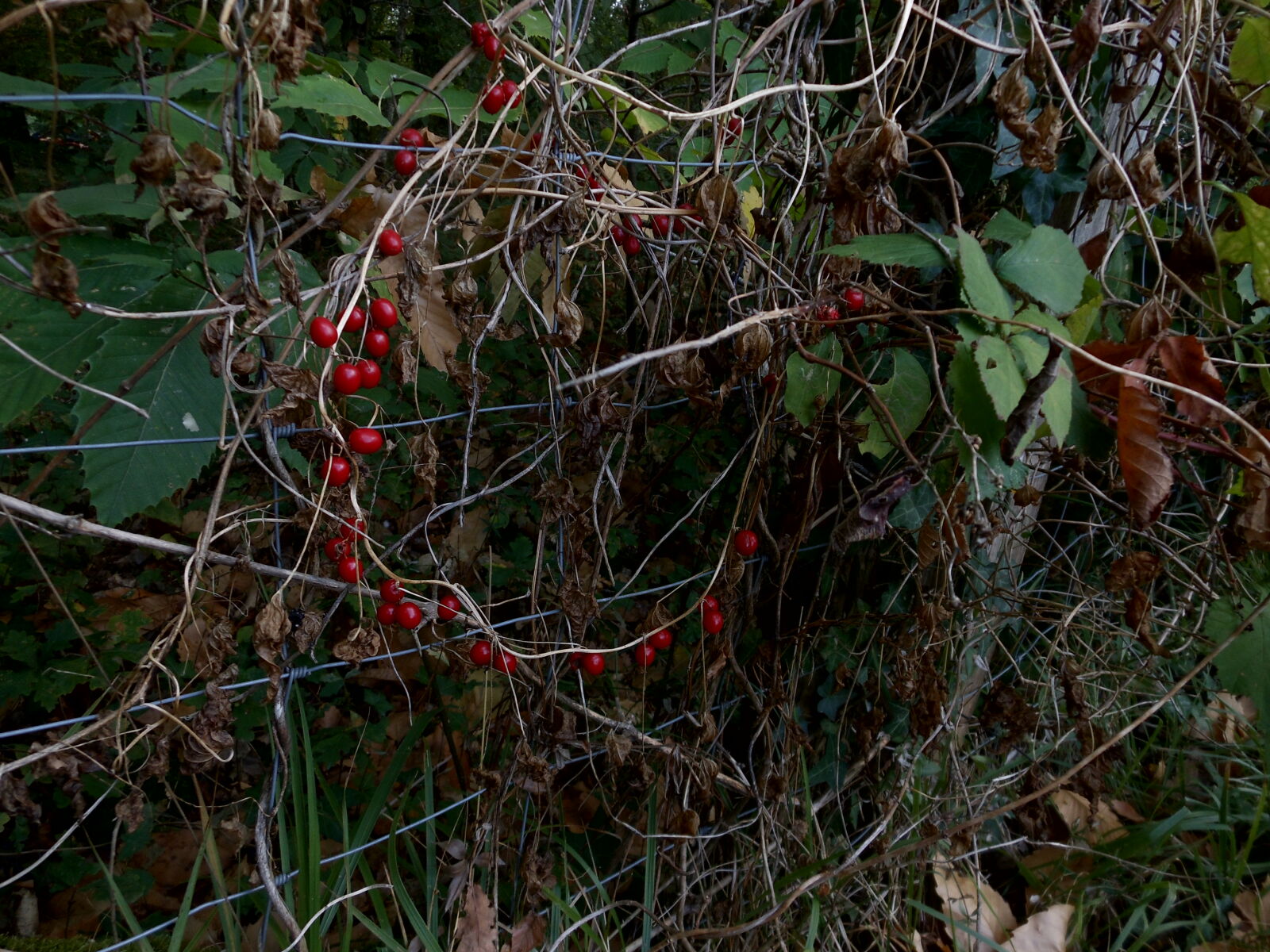 Nikon Coolpix S6200 sample photo. Autumn, berries, france photography