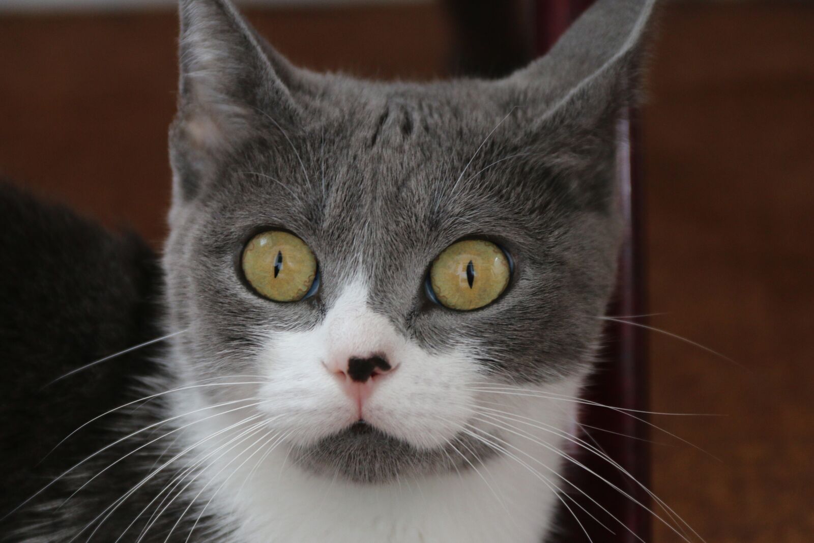 Canon EF-S 18-135mm F3.5-5.6 IS sample photo. Cat, animal, animal portrait photography