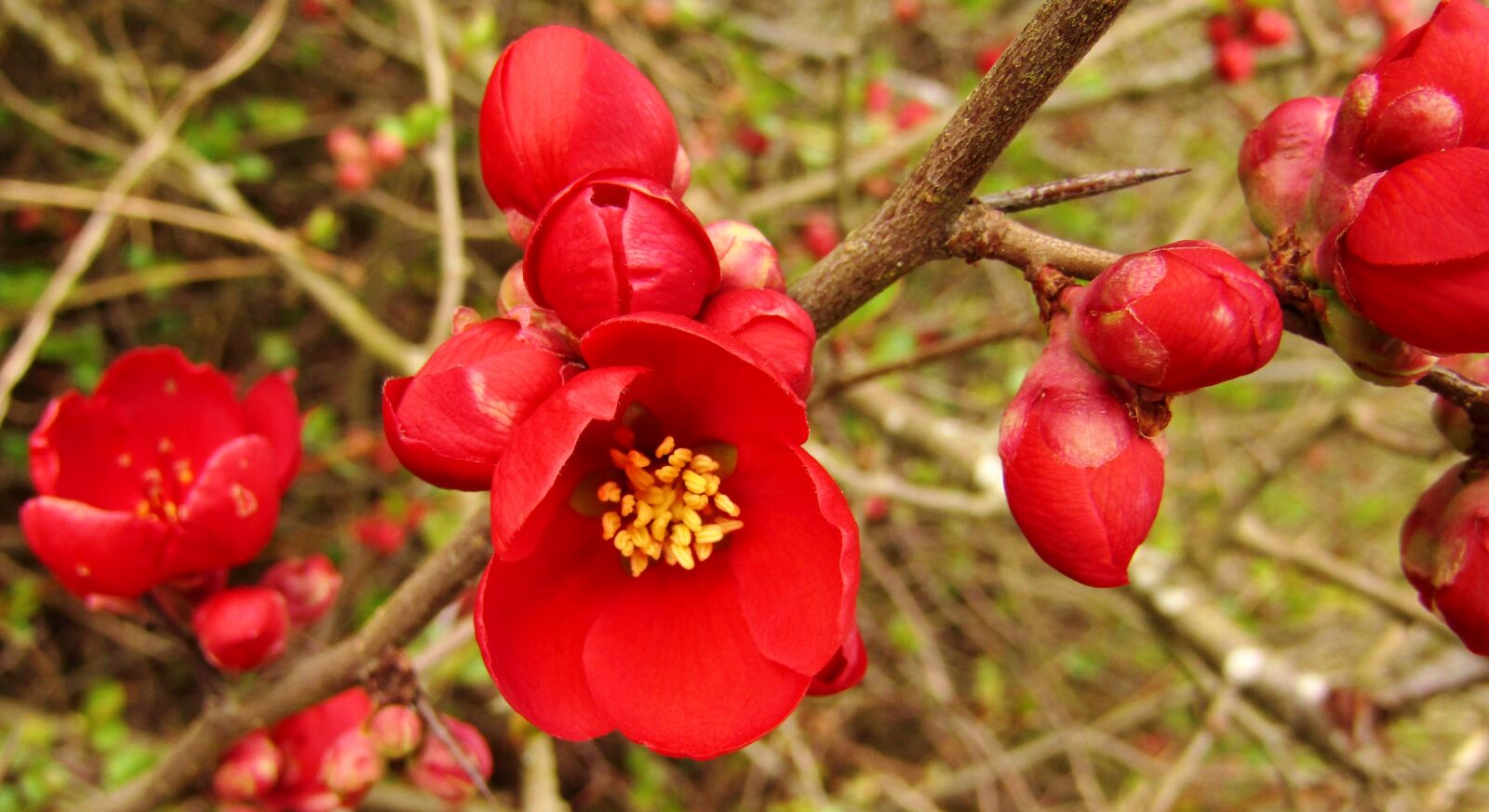 Canon POWERSHOT SX432 IS sample photo. Japanese ornamental quince, red photography