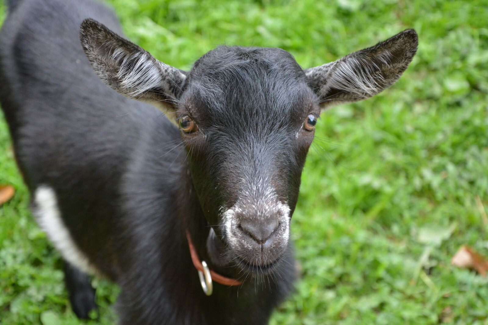Nikon D5200 sample photo. Goat, young goat, kid photography