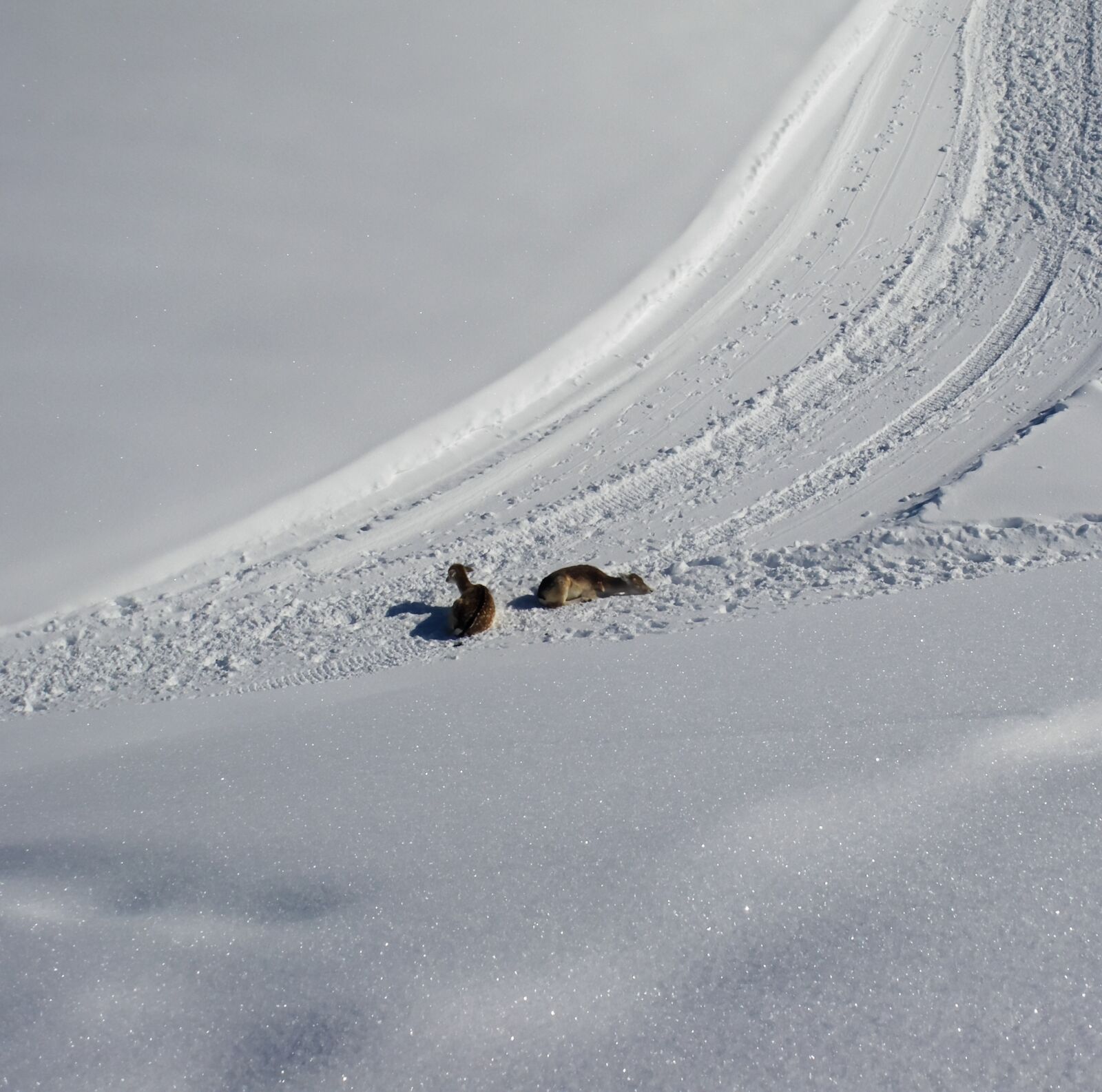 Pentax Optio M60 sample photo. Snow, road, path photography