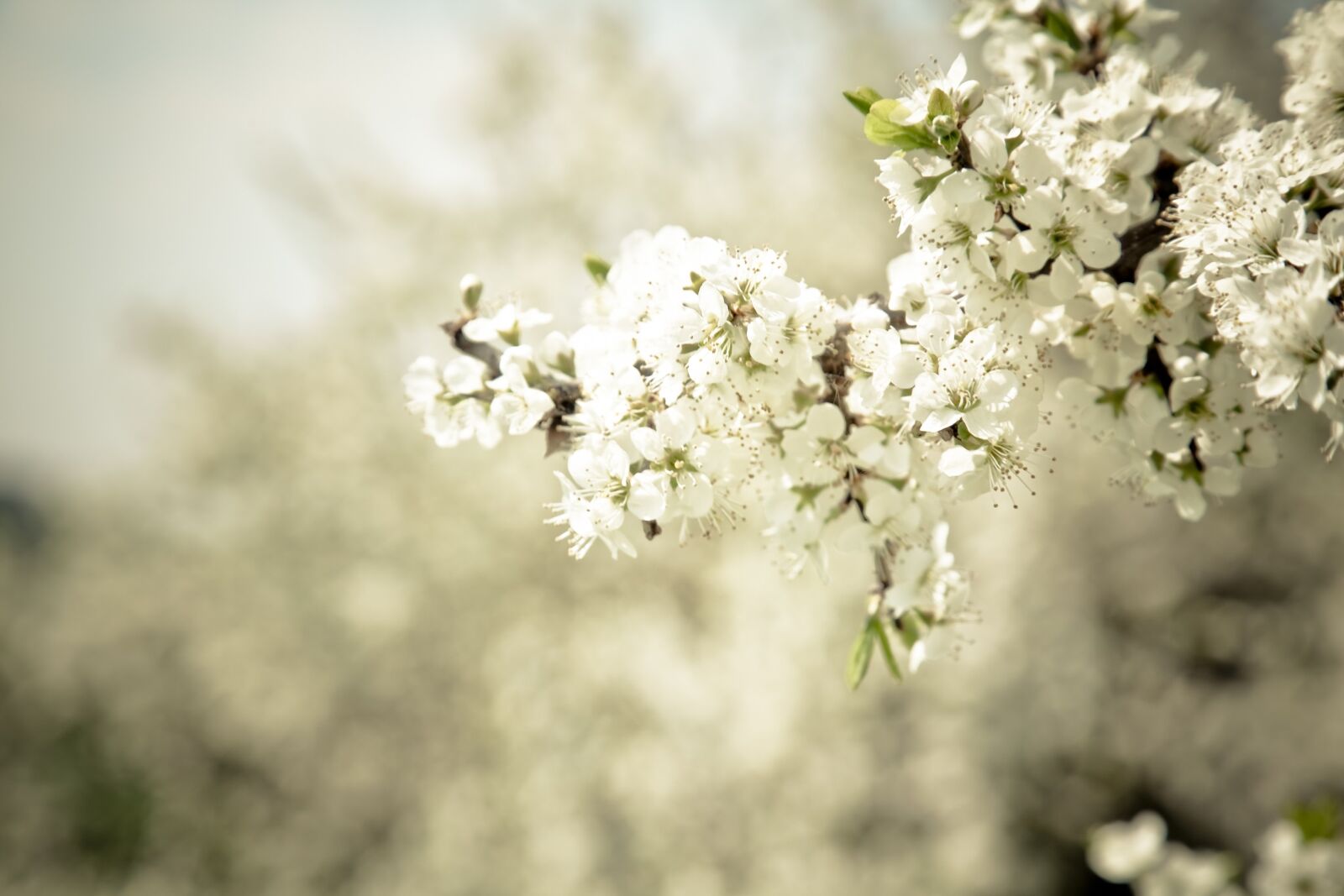 Canon EOS 5D Mark II sample photo. Blossom, bloom, tree photography