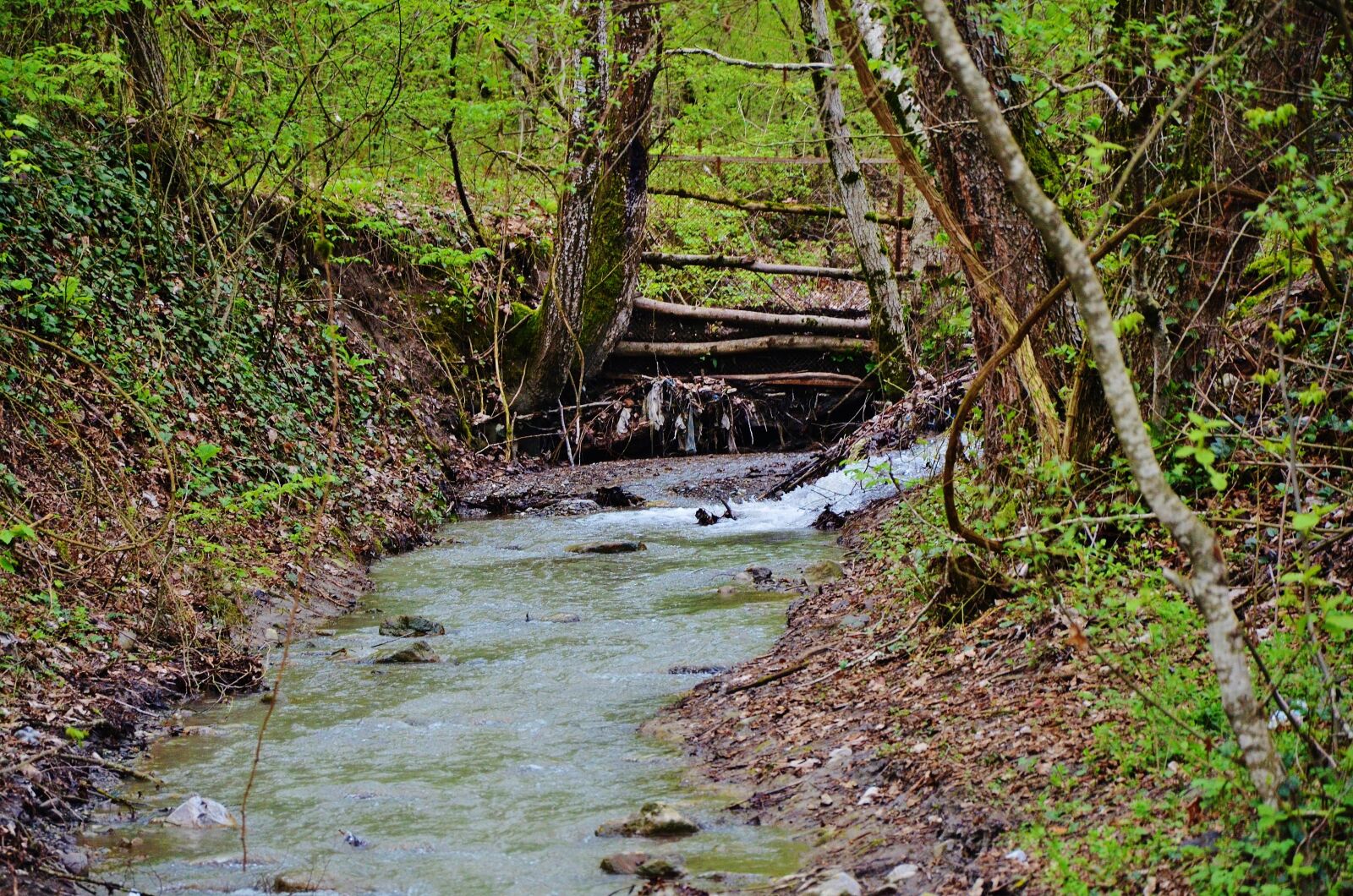 Nikon D7000 sample photo. Forest, water, steps photography
