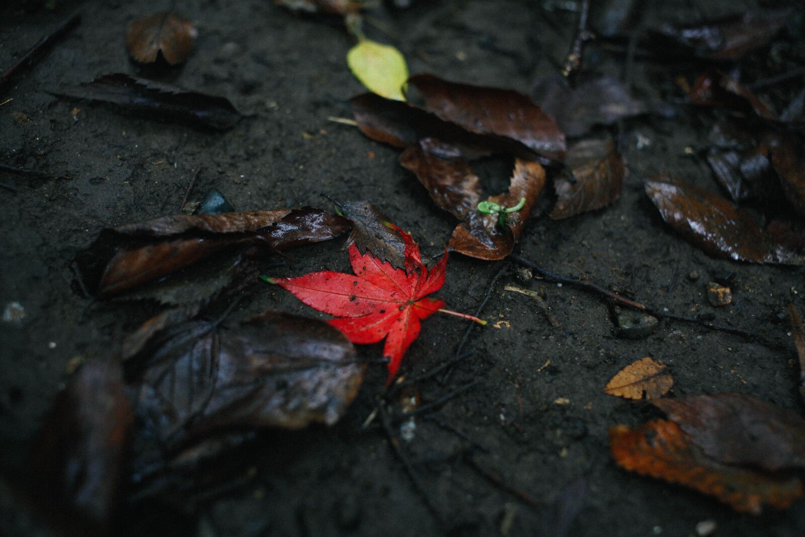 Canon EF 40mm F2.8 STM sample photo. Nature, red, leaf photography