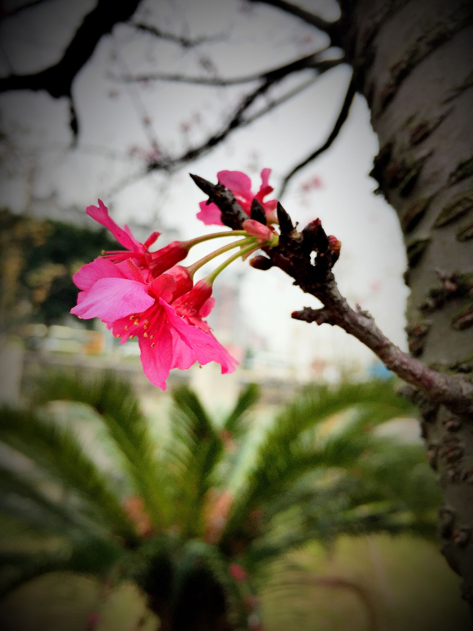 Apple iPhone 6 sample photo. Cherry blossom, nissan, dainty photography