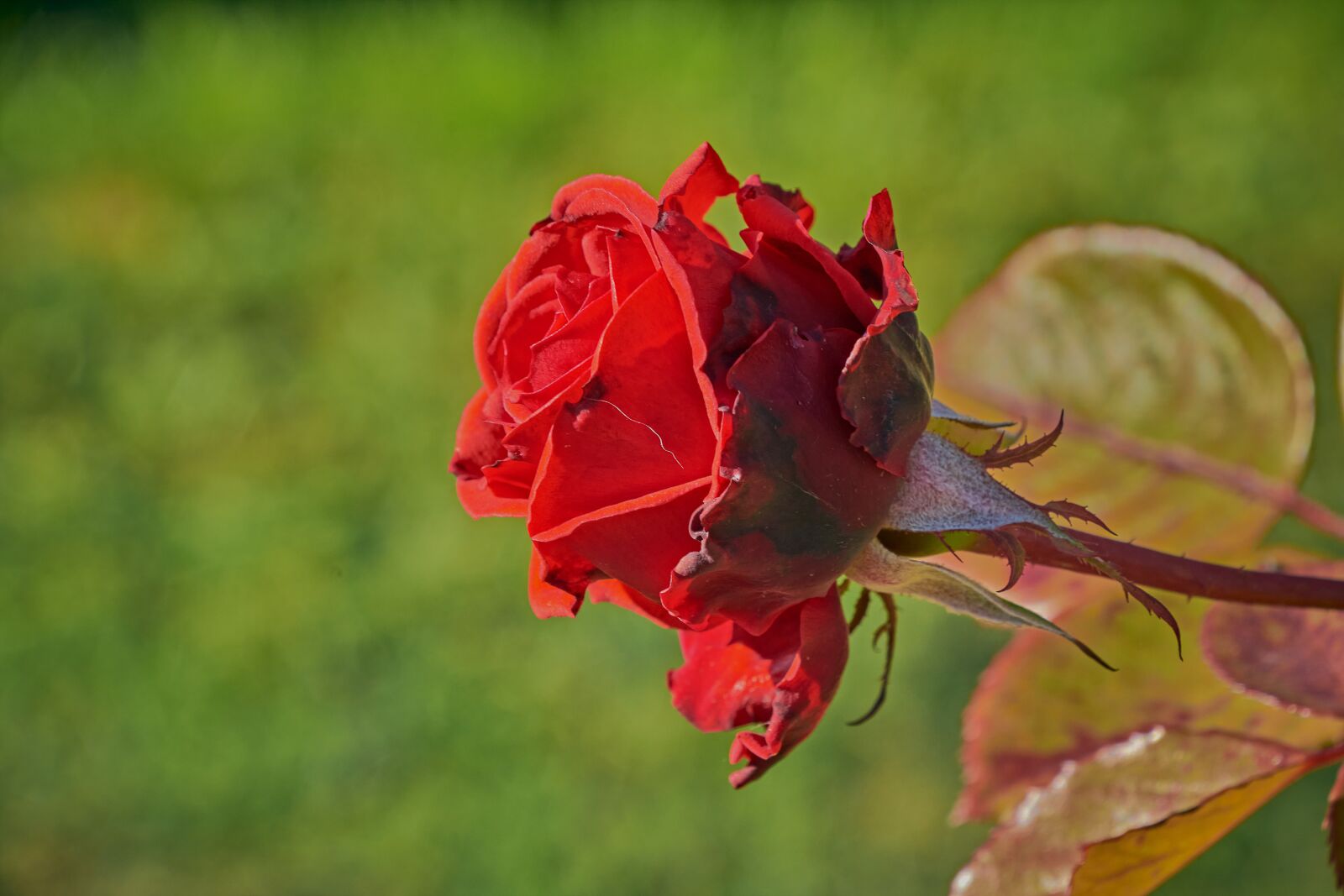 Nikon D7200 sample photo. Red rose, petals, cocoon photography
