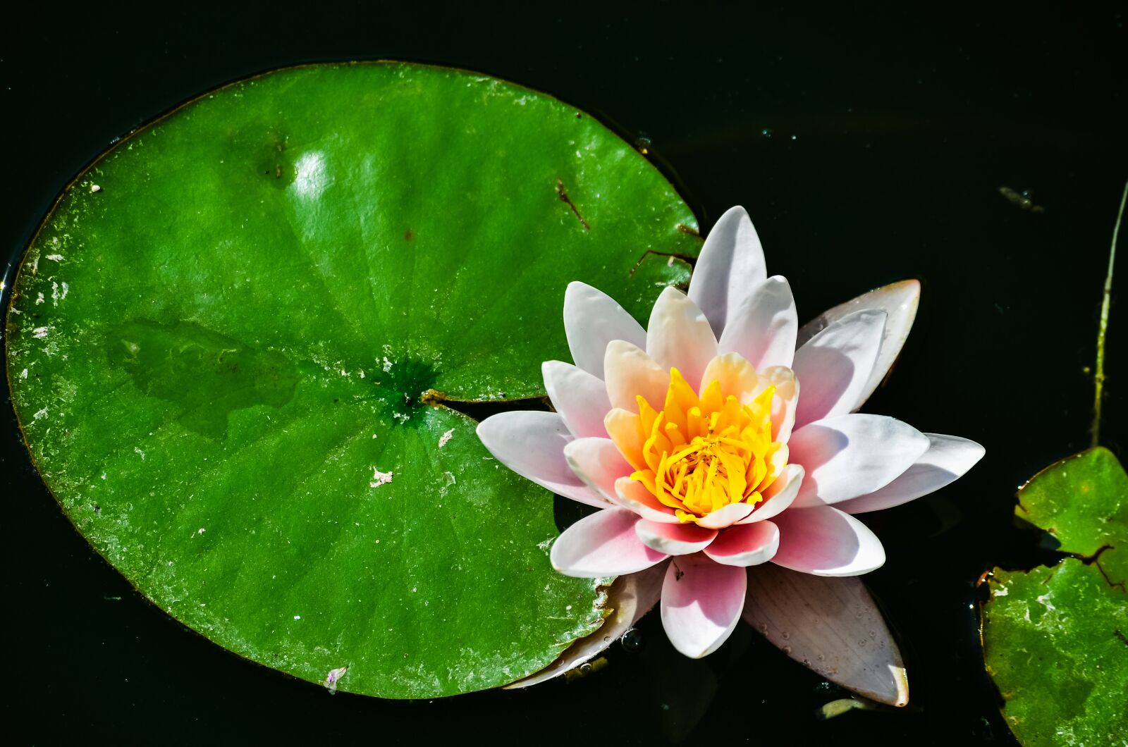 Nikon D7000 sample photo. White, water, lily photography