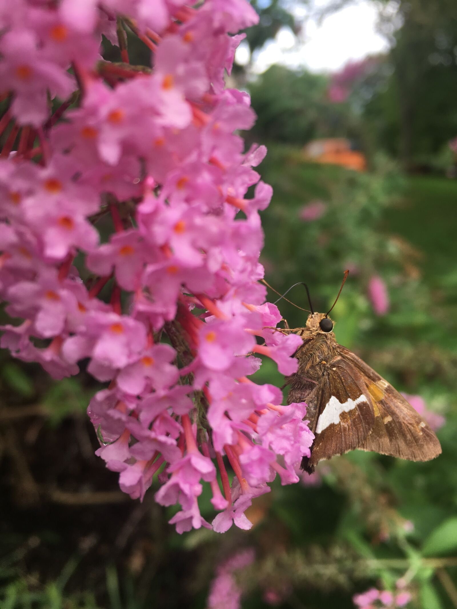 Apple iPhone 6s sample photo. Butterfly, moth, nature photography