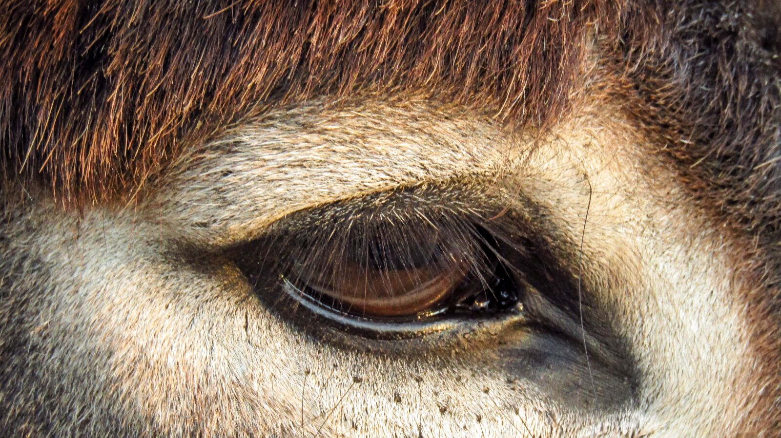 Canon PowerShot SX410 IS sample photo. Look, eye, donkey photography