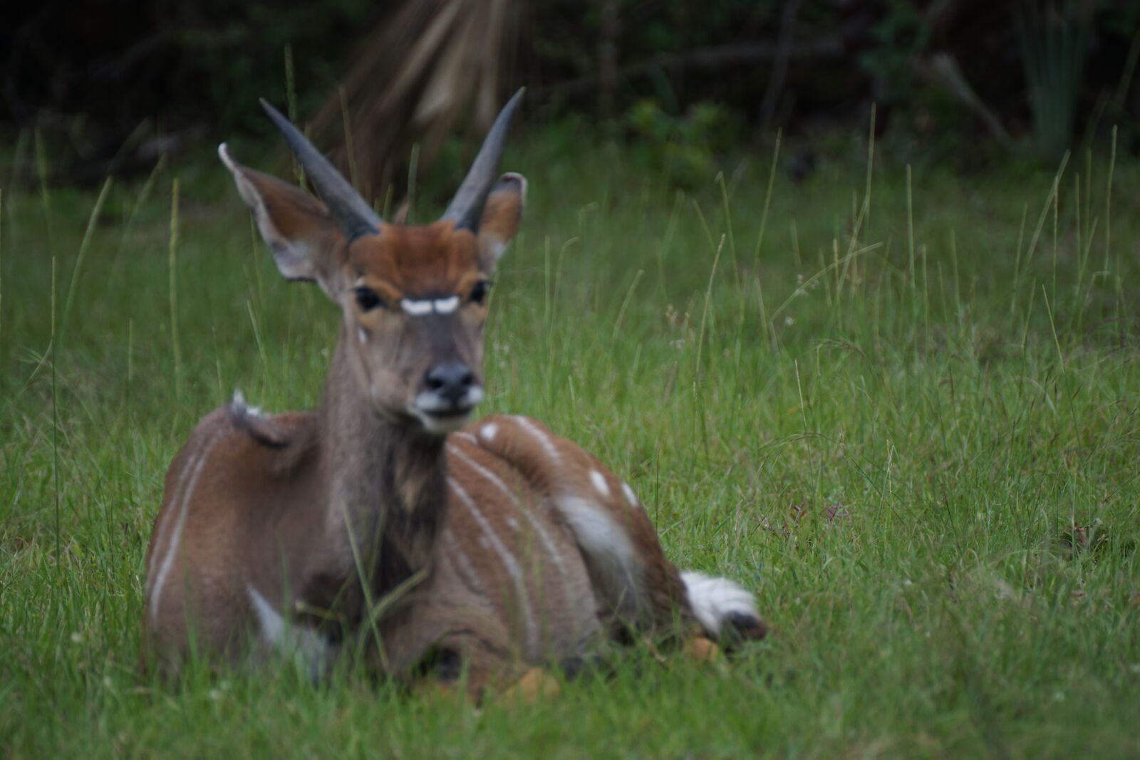 Sony ILCA-77M2 sample photo. Kudu, buck, wildlife photography