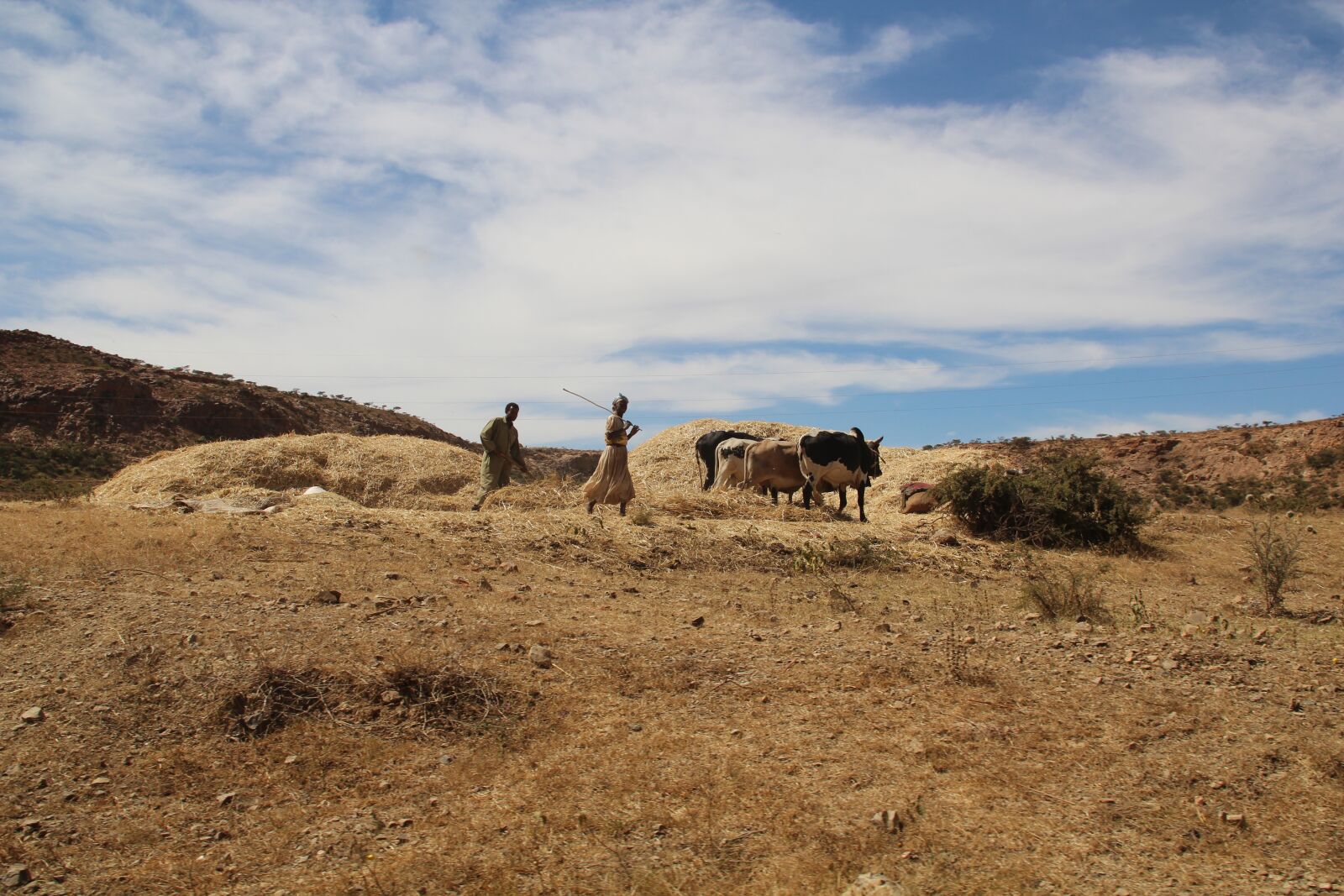 Canon EOS 600D (Rebel EOS T3i / EOS Kiss X5) sample photo. Africa, eritrea, agriculture photography
