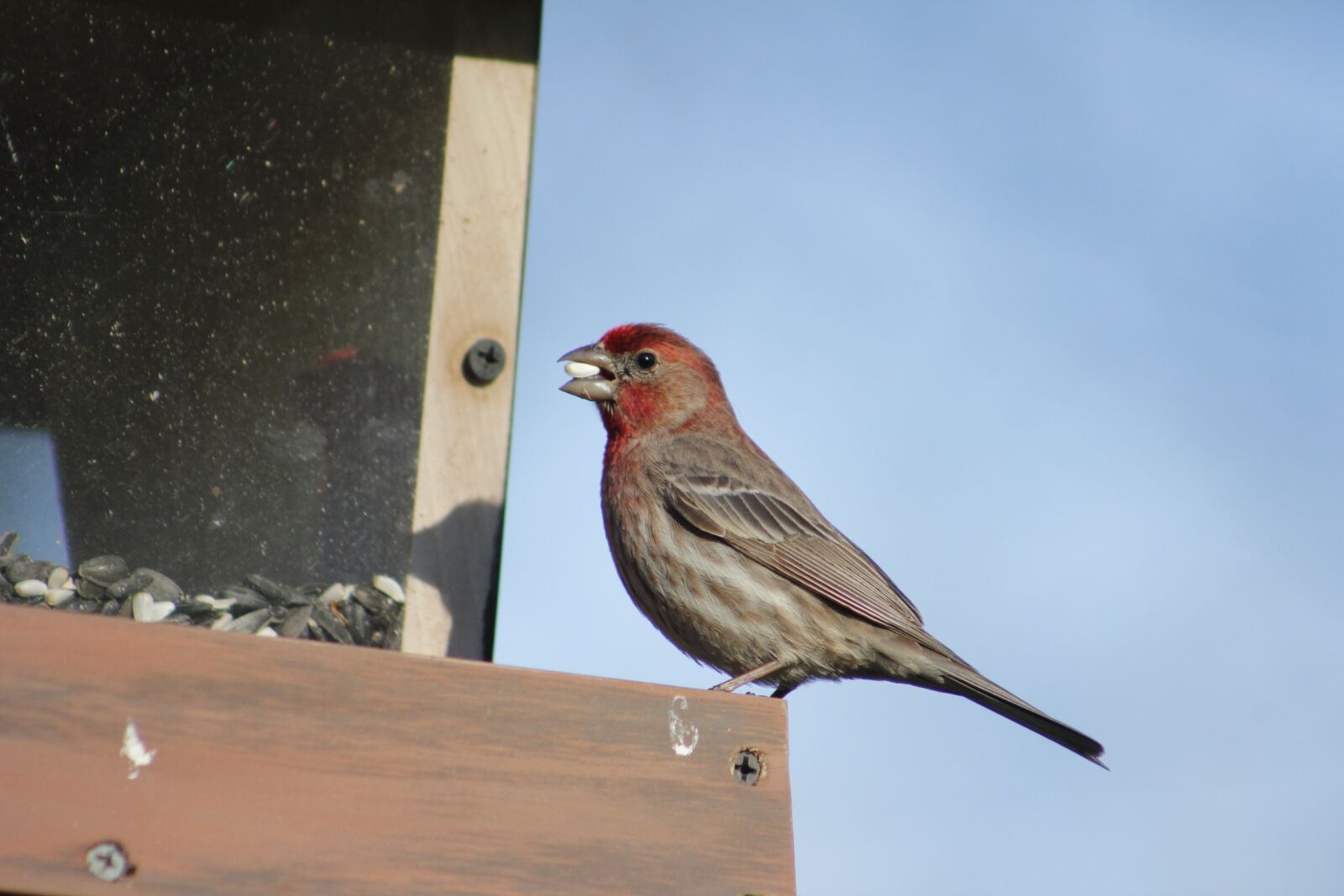Canon EOS 550D (EOS Rebel T2i / EOS Kiss X4) sample photo. Bird, outdoors, wildlife photography