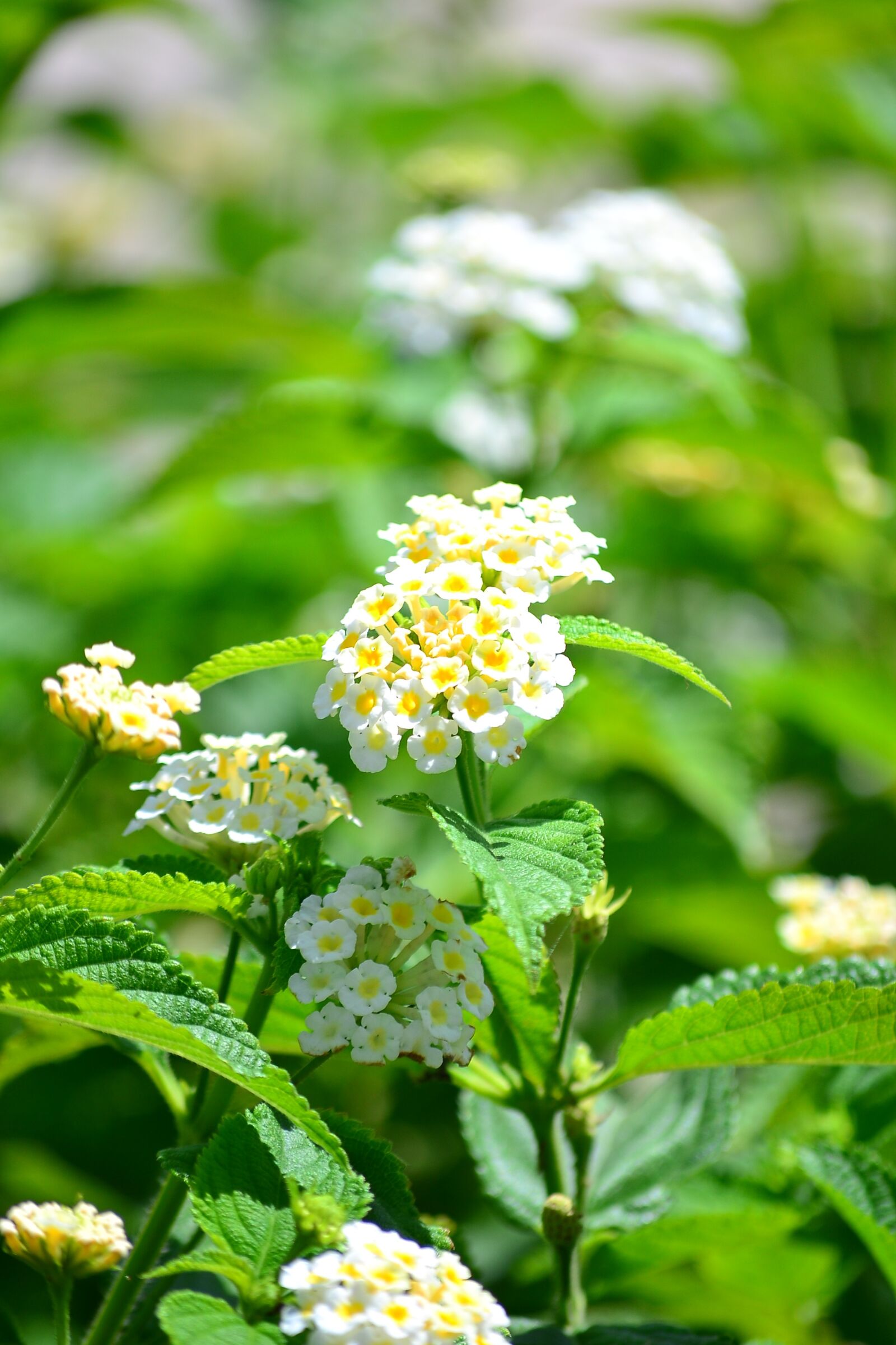 Nikon D3100 sample photo. Flowers, green, nature photography