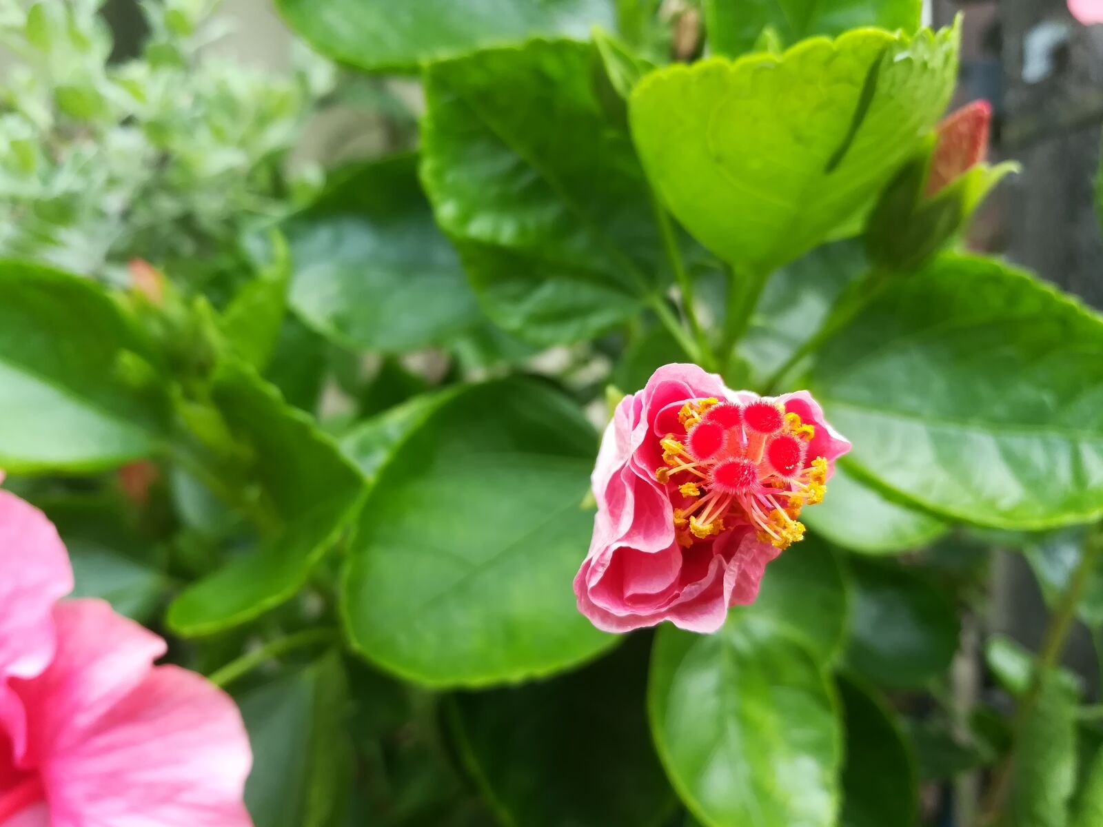 HUAWEI GR5 2017 sample photo. Pollen, flowers, red photography