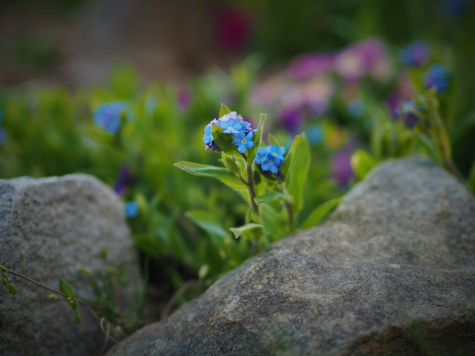 Olympus OM-D E-M10 III sample photo. Forget, nature, garden photography