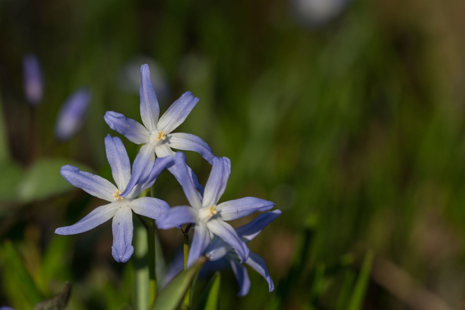 Nikon D800 sample photo. Ordinary snow pride, chionodoxa photography