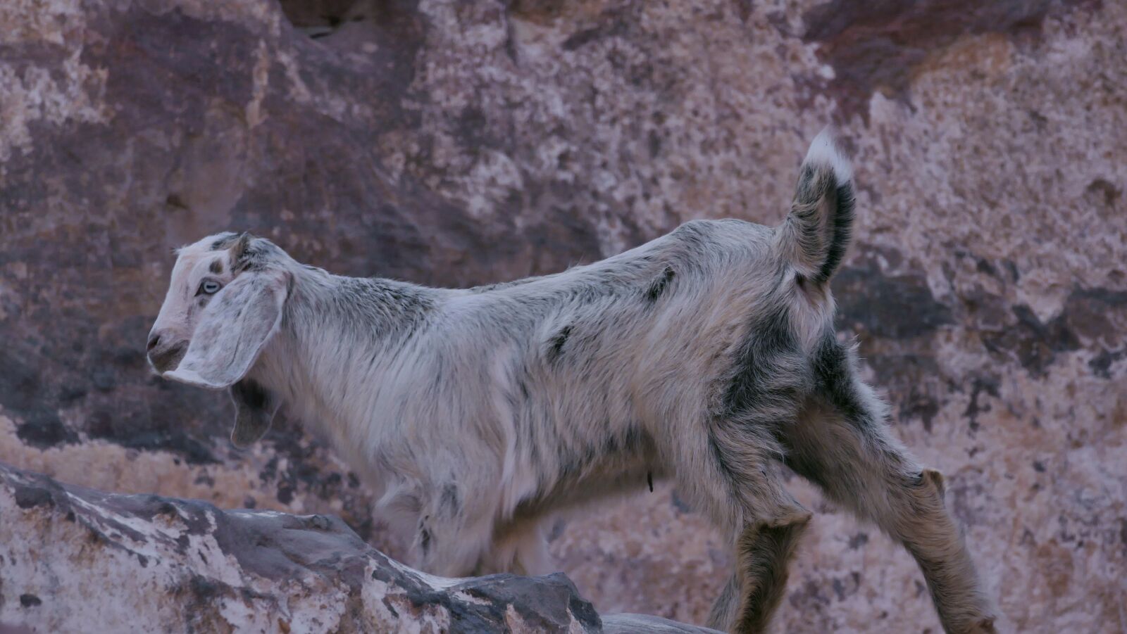 Panasonic Lumix DMC-FZ1000 sample photo. Goat mountain, ram, jordan photography