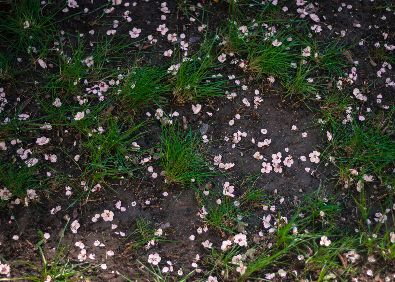 Canon EOS 550D (EOS Rebel T2i / EOS Kiss X4) + Canon EF 50mm F1.8 II sample photo. Dirt, flowers, grass, green photography