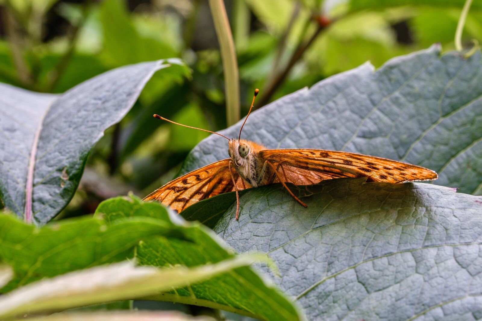 Nikon D7200 sample photo. Butterfly, butterfly keiser coat photography