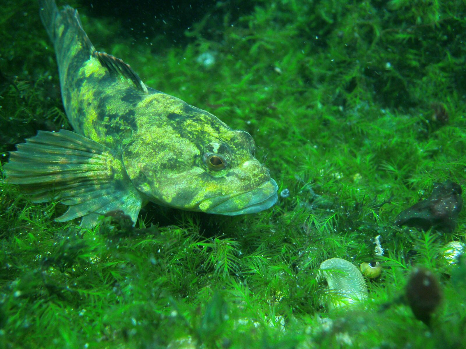 SeaLife                 DC1400 sample photo. Green, fish, fresh photography