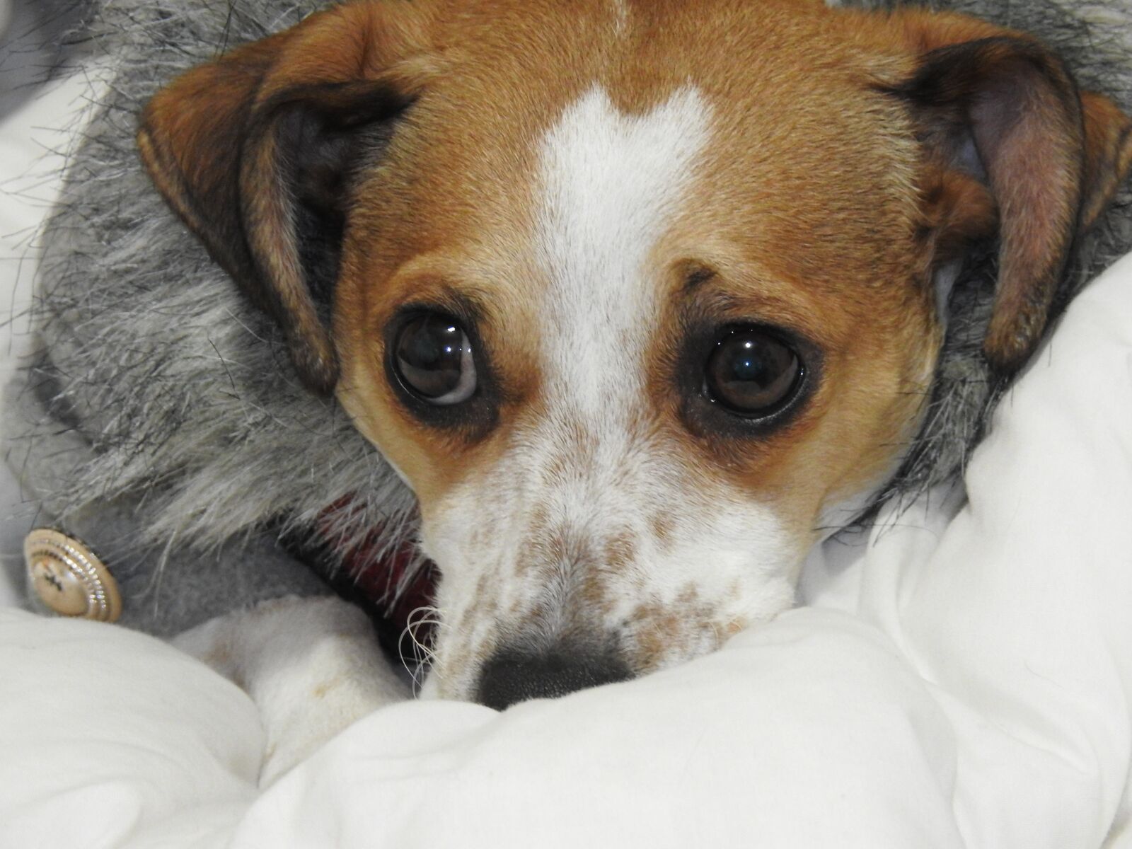 Nikon Coolpix P900 sample photo. Christmas dog, jack russel photography