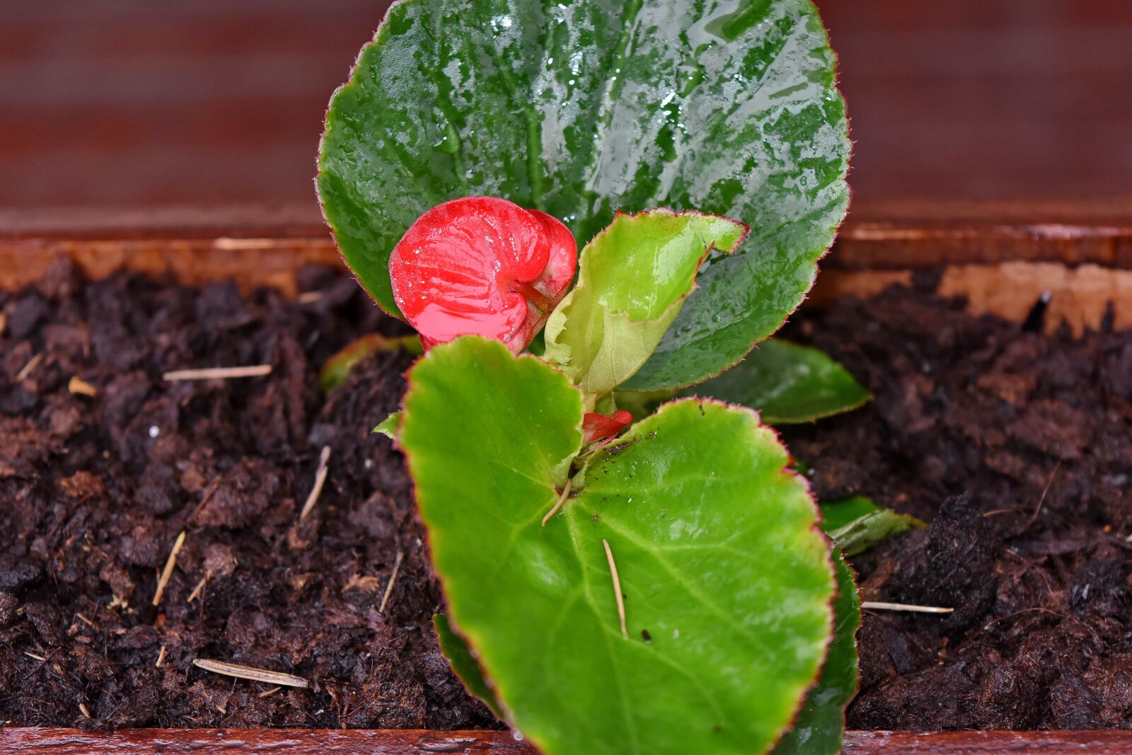 Nikon D5500 sample photo. Green leaves, leaf, nature photography