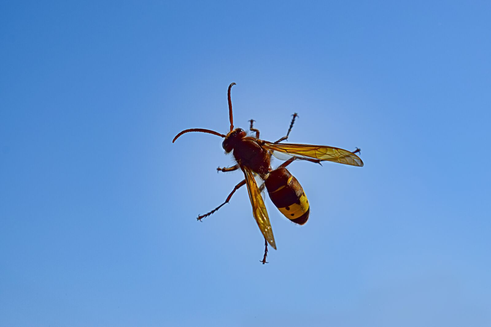 Nikon D5300 sample photo. Hornet, insect, sky photography