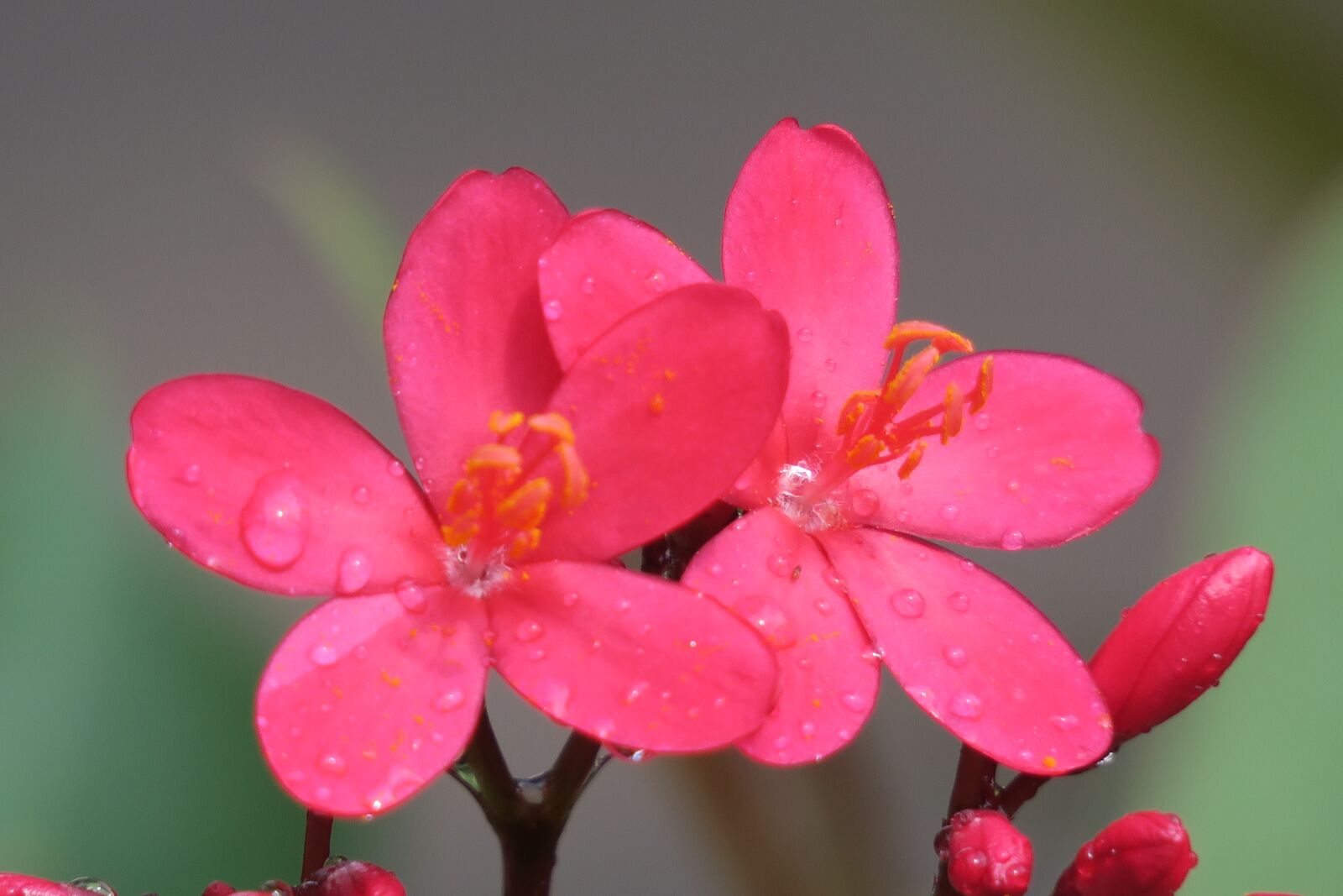 Canon PowerShot G3 X sample photo. Nature, plant, flower photography