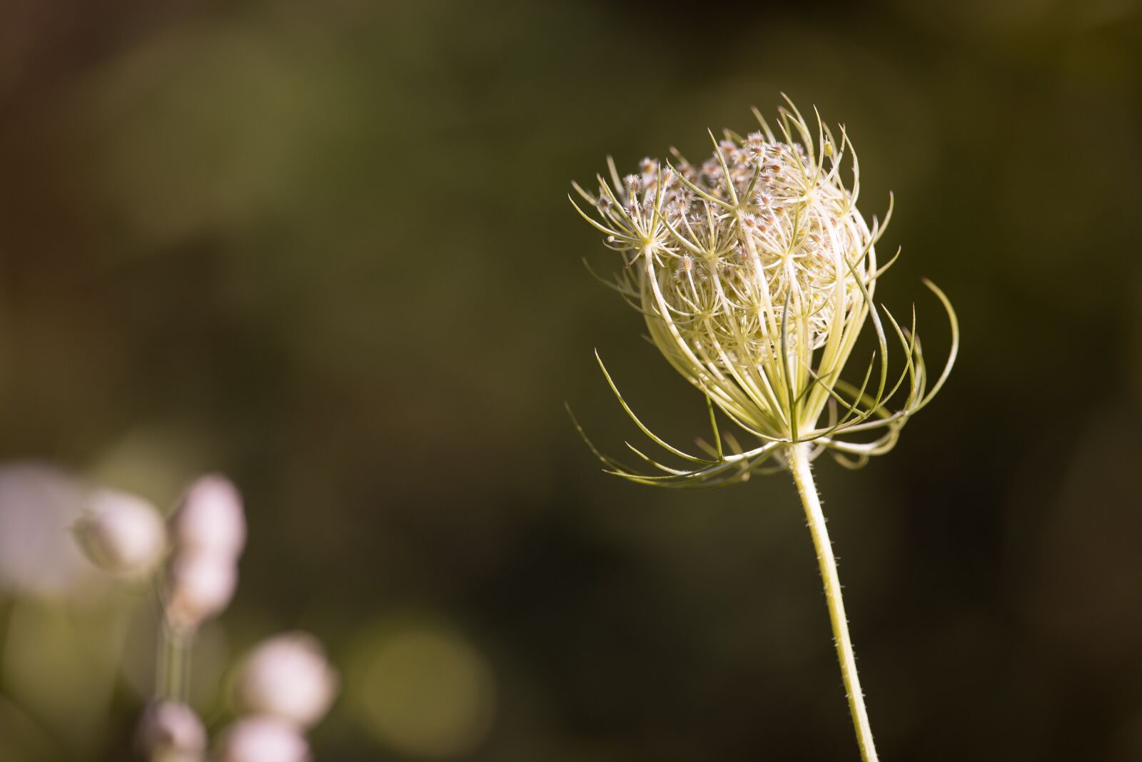 Nikon D750 sample photo. Wild carrot, blossom, bloom photography