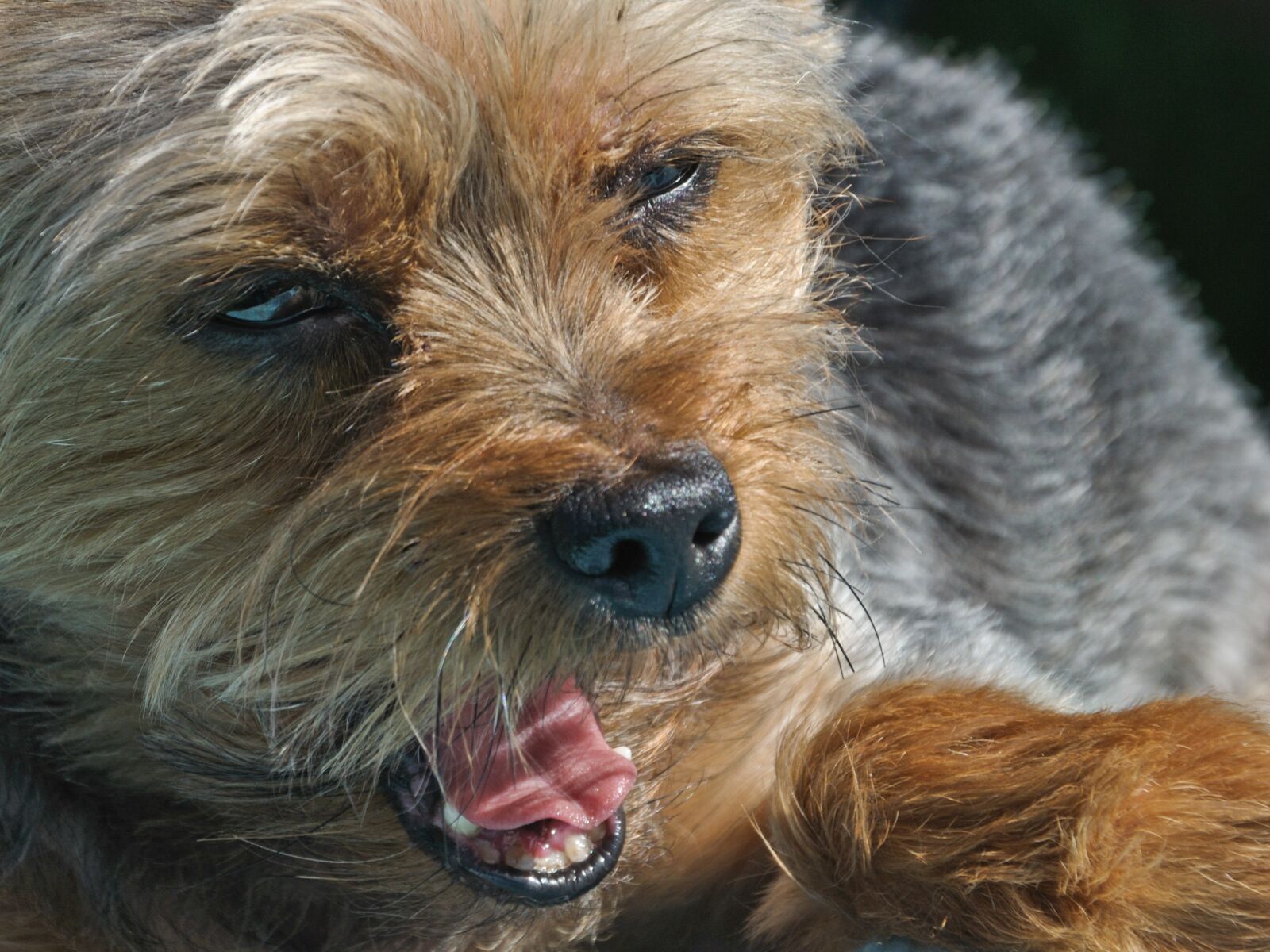 Nikon D300 sample photo. Dog, yorkshire, yawn photography