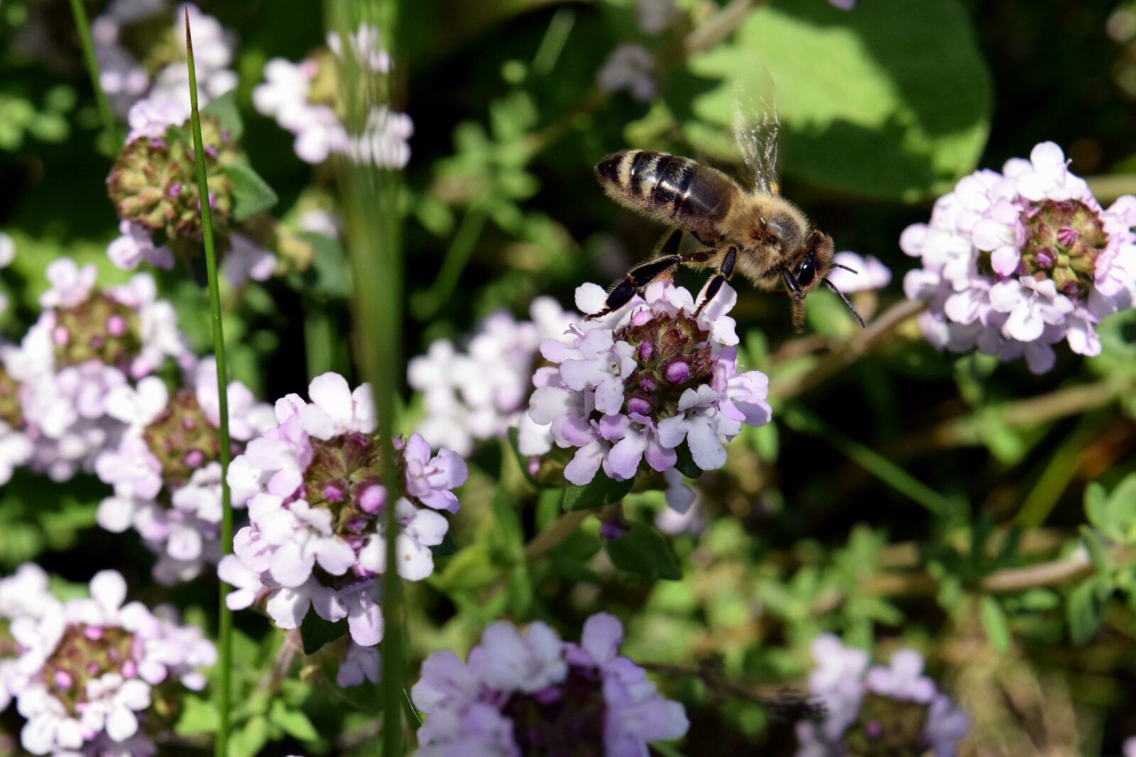 Nikon D3300 sample photo. Insect, summer, nature, bee photography