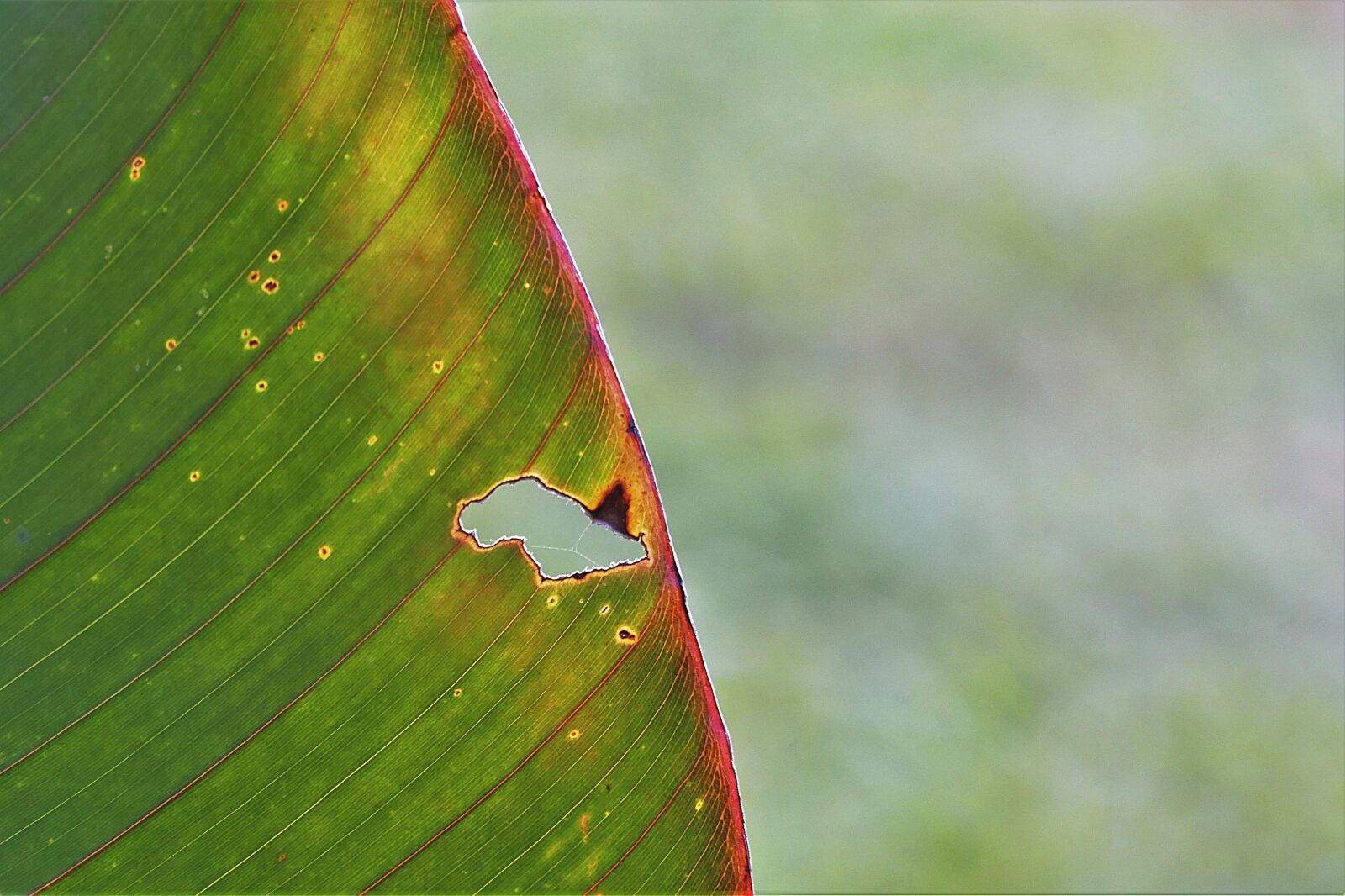 Panasonic Lumix DMC-FZ1000 sample photo. Leaf, plant, holey photography
