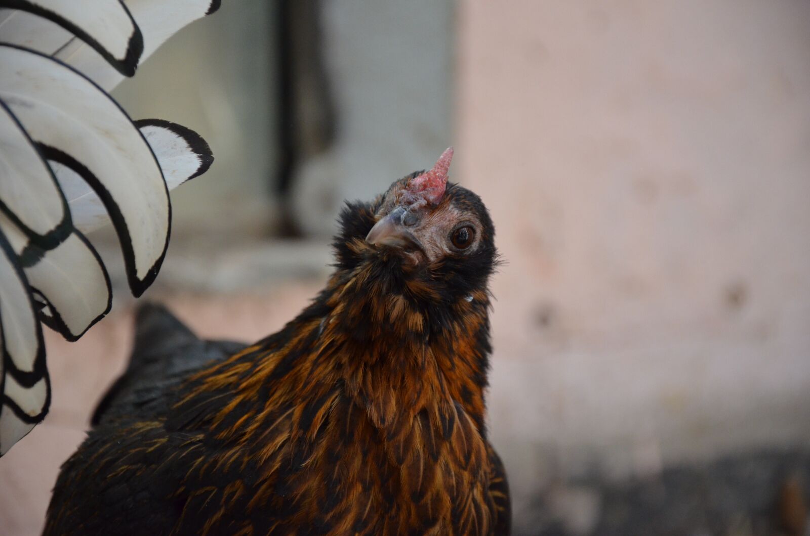 Nikon D5100 sample photo. Chicken, brown, poultry photography