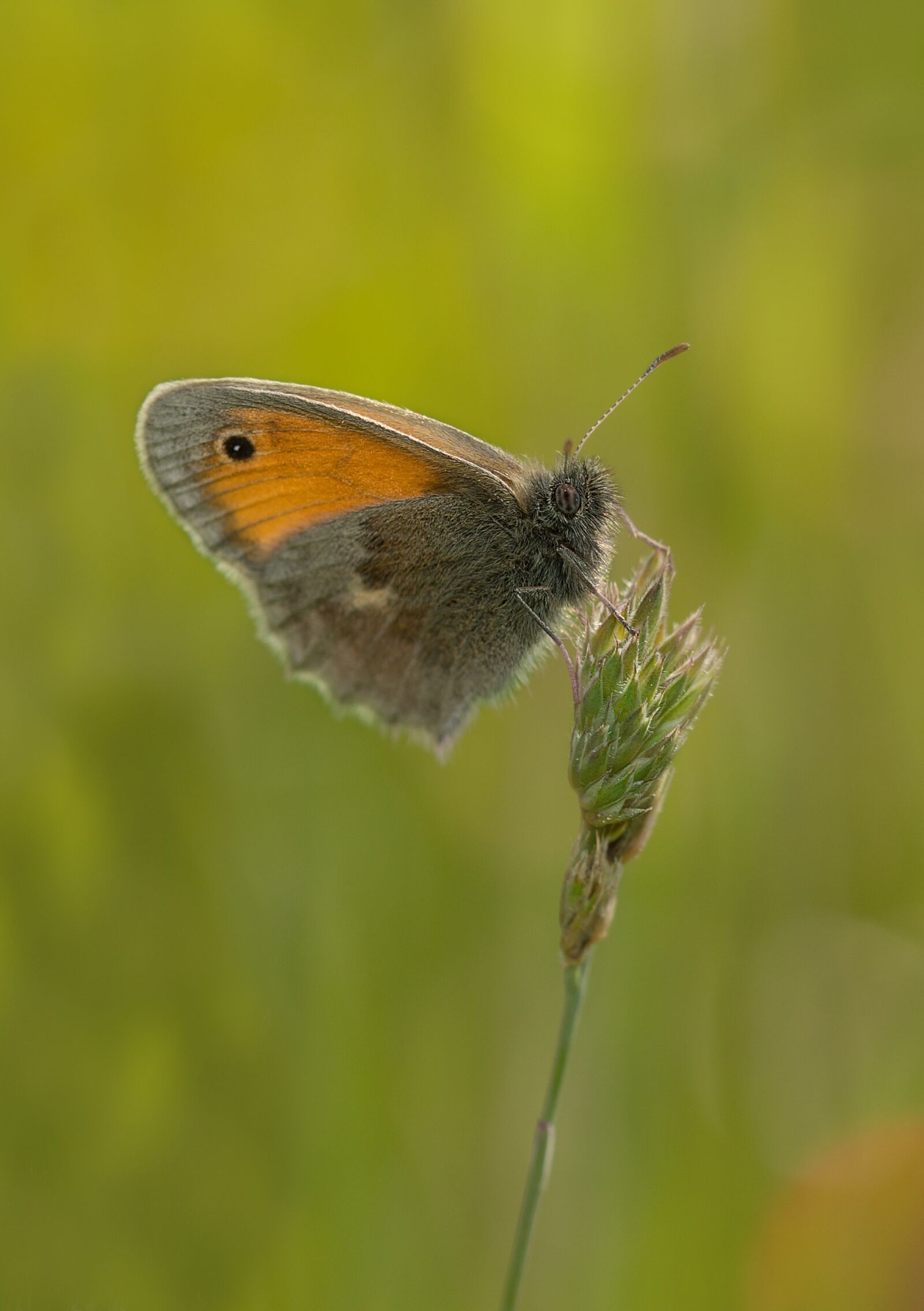 Sony SLT-A77 + 105mm F2.8 sample photo. Butterfly, meadow, insect photography