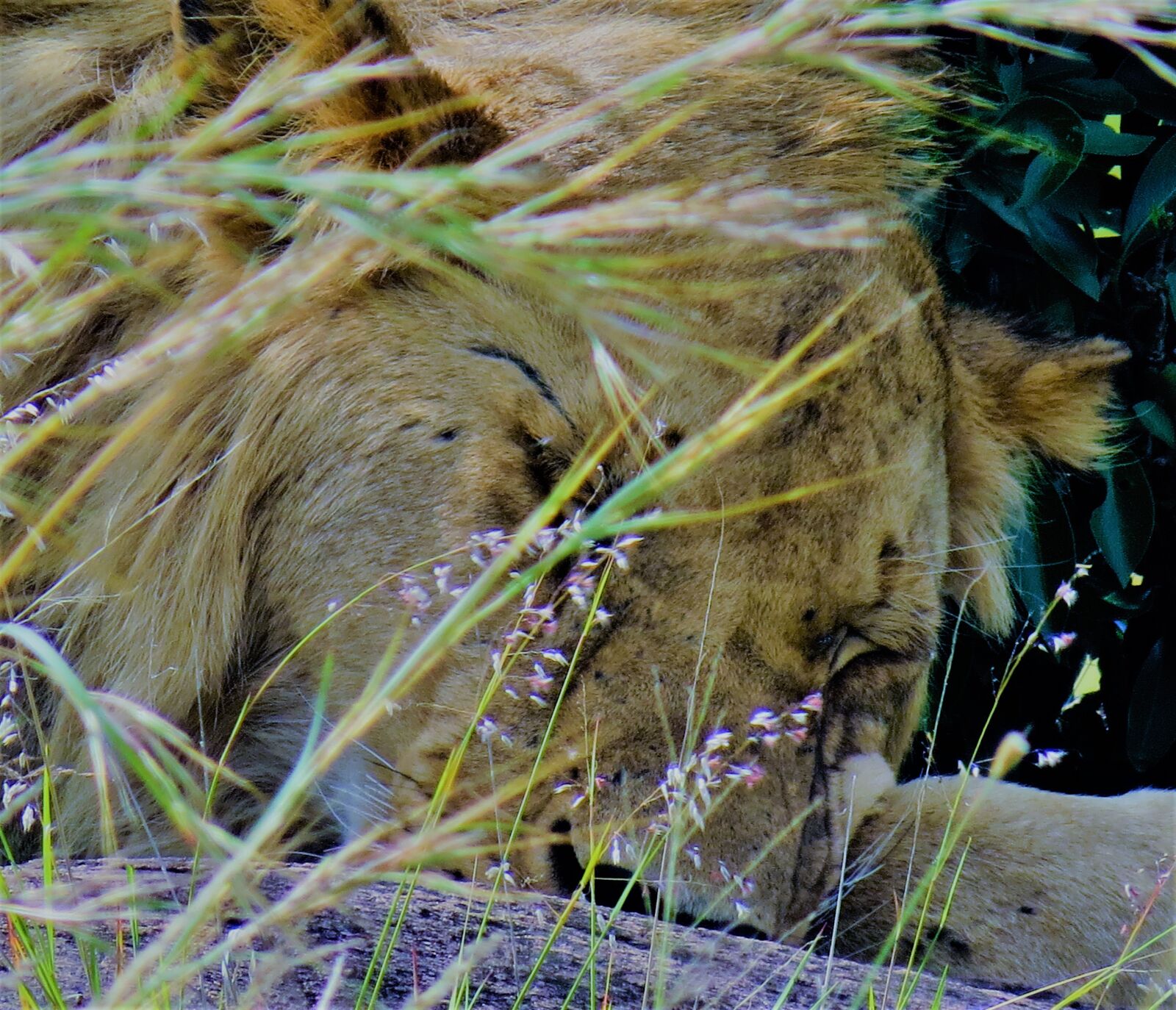 Canon PowerShot SX50 HS sample photo. Lion, safari, wild photography