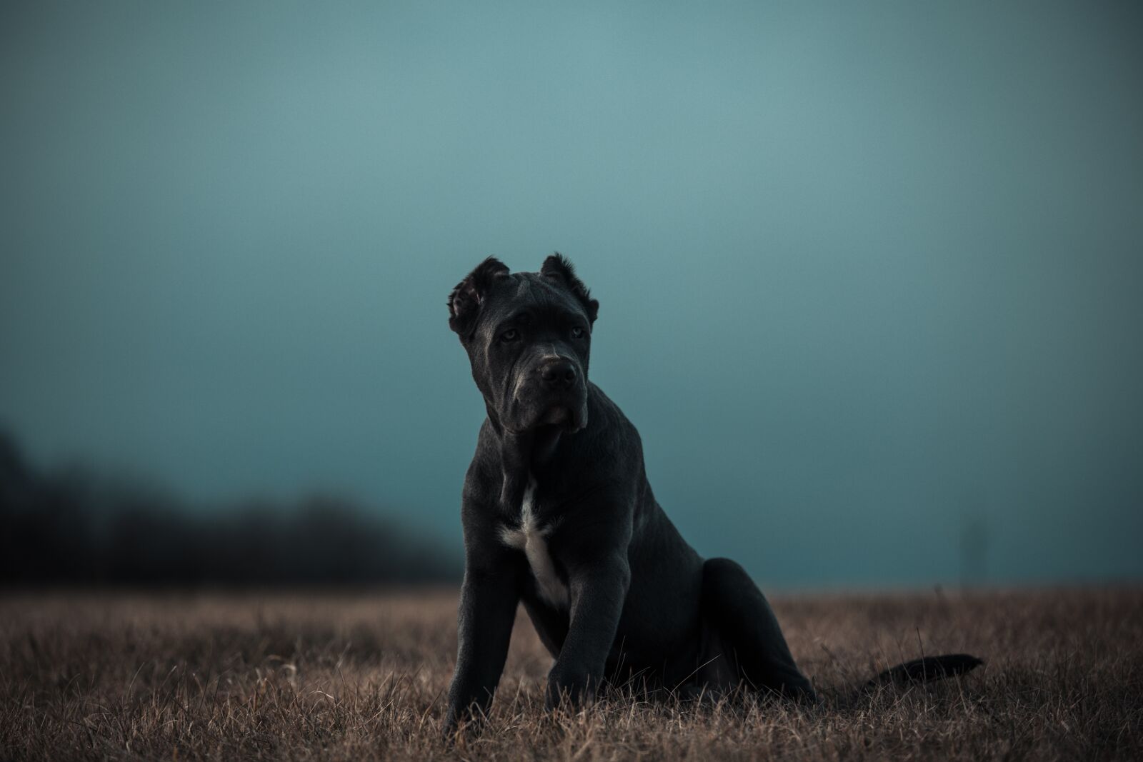 Canon EOS 6D sample photo. Bandog, puppy, blue eyes photography