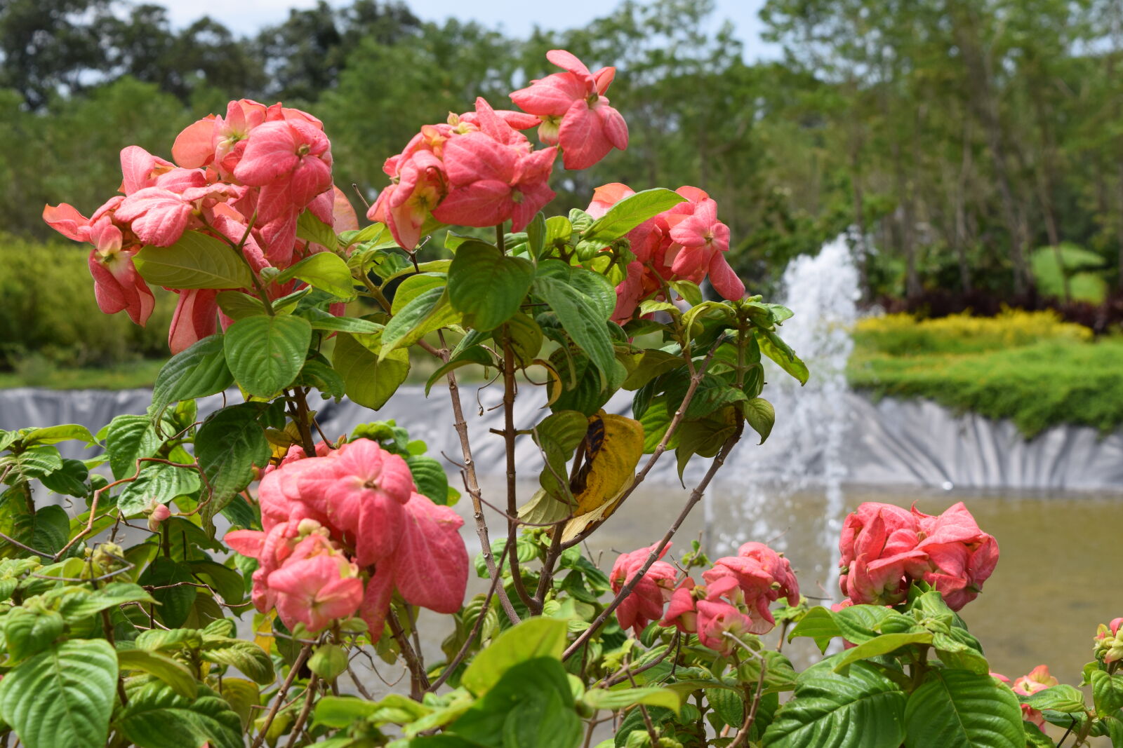 Nikon D3300 sample photo. Flowers, india photography
