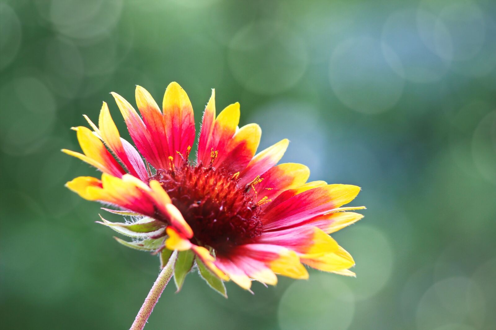 Canon EOS 600D (Rebel EOS T3i / EOS Kiss X5) sample photo. Flower, macro, red photography
