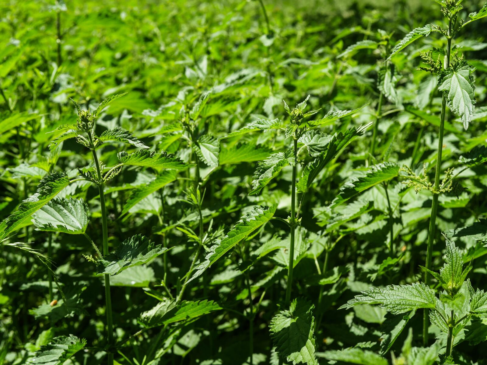 Panasonic Lumix DMC-GX8 + Panasonic Leica DG Summilux 25mm F1.4 II ASPH sample photo. Stinging nettles, hives, swelling photography