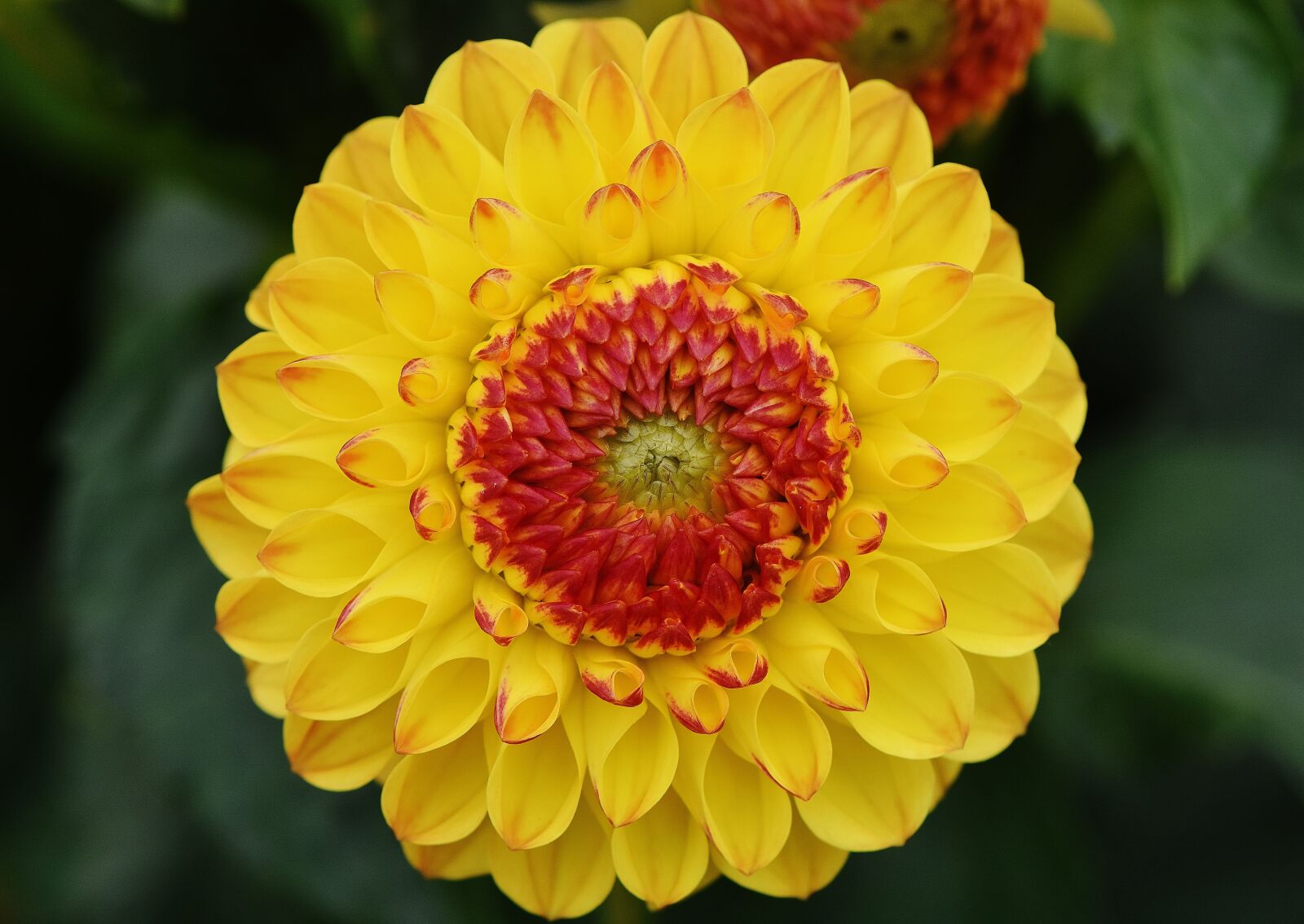 Nikon D7200 sample photo. Dahlia, dahlias, autumn photography