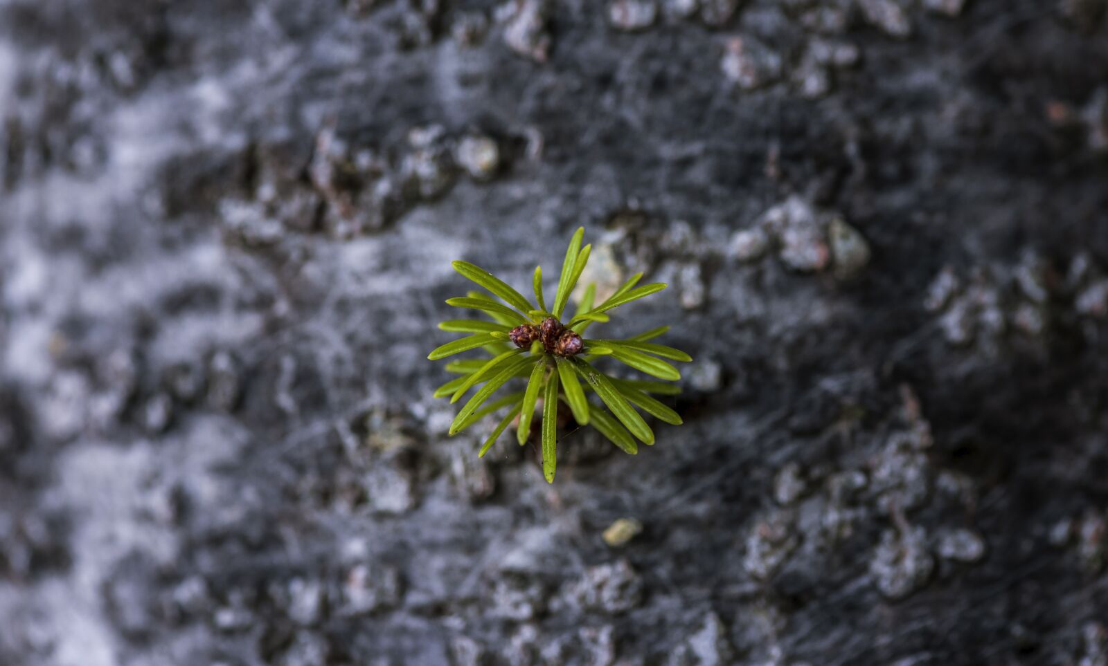 Nikon D750 sample photo. Macro, plant, tree photography