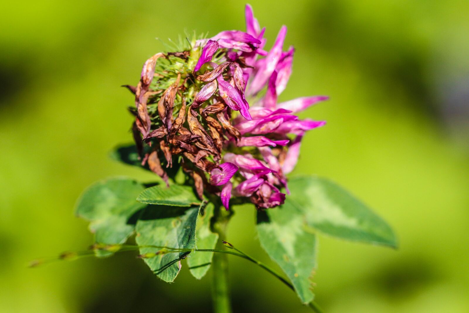 Canon EOS 7D Mark II sample photo. Wildflower, flower, summer flower photography